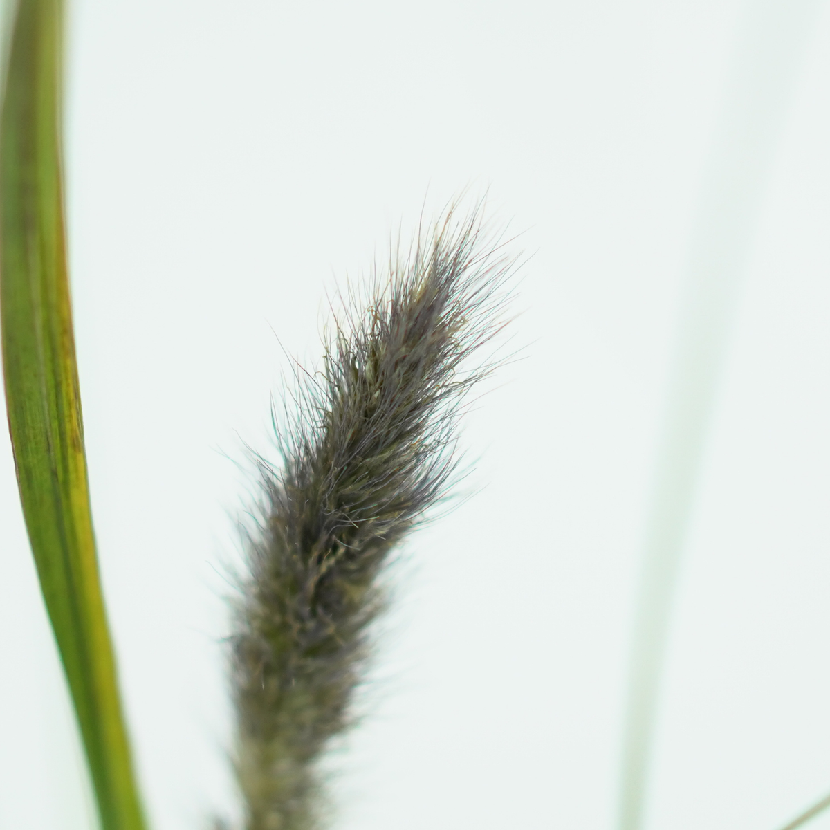 PENNISETUM ALOPECUROIDES 'Moudry' Rozplenica japońska