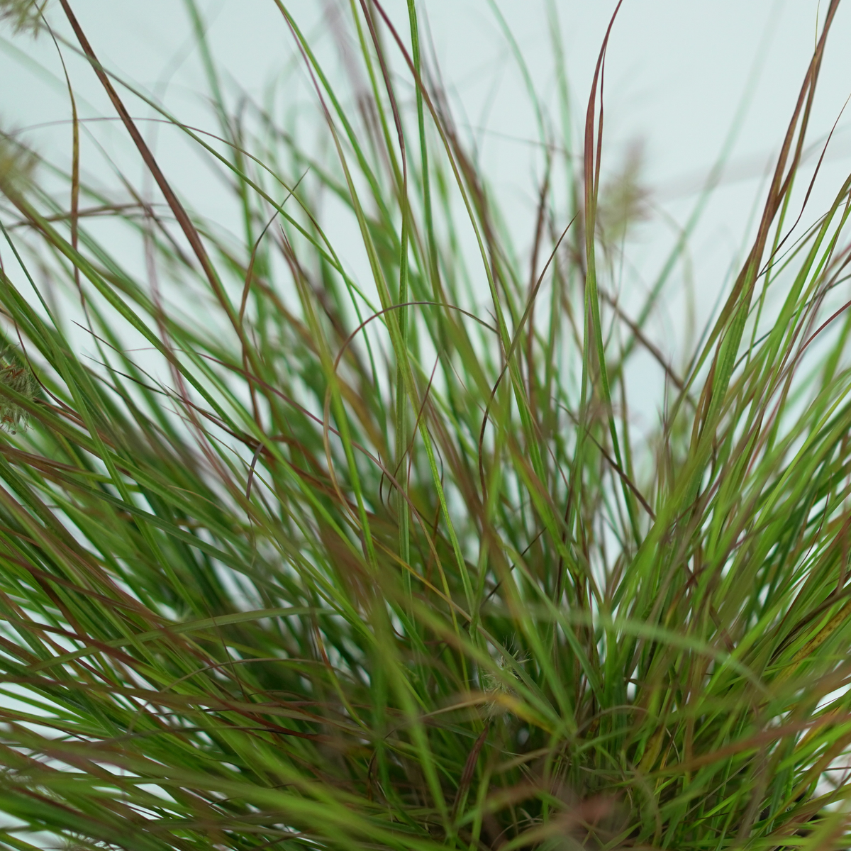 PENNISETUM ALOPECUROIDES 'Burgundy Bunny' Rozplenica 
