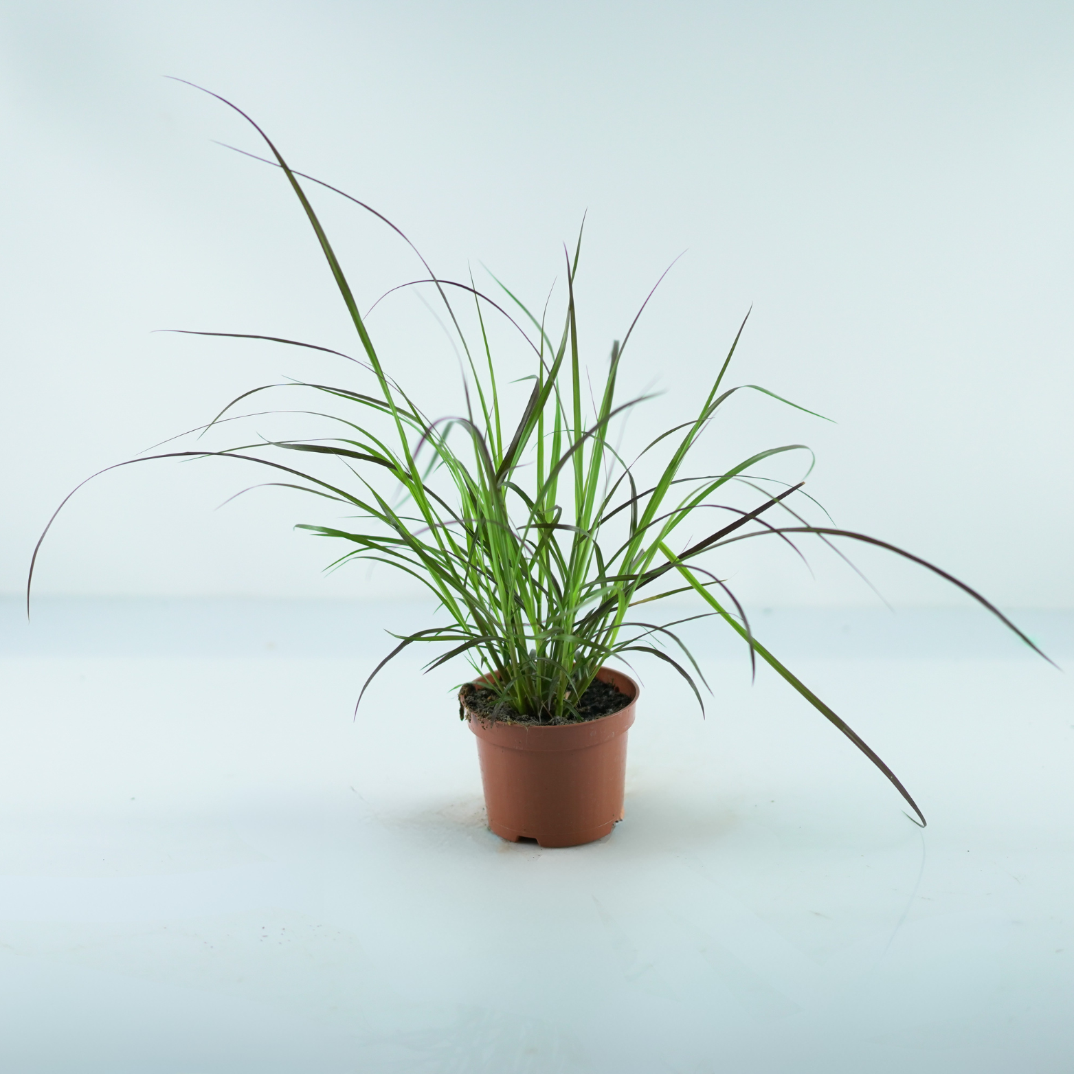 PENNISETUM ADVENA 'Rubrum' Rozplenica