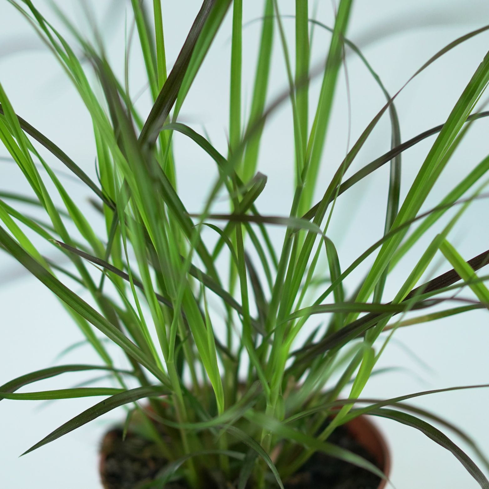 PENNISETUM ADVENA 'Rubrum' Rozplenica