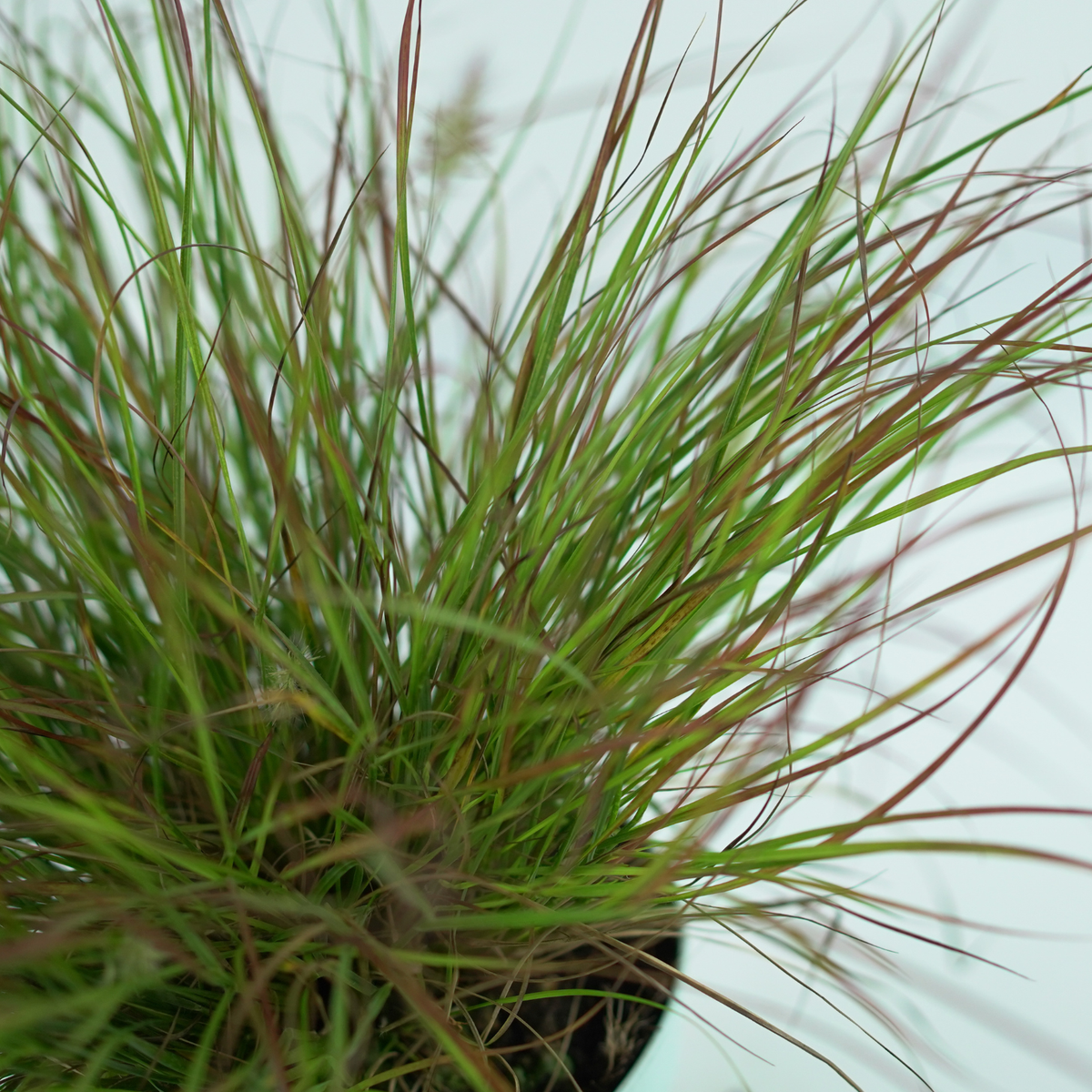 PENNISETUM ALOPECUROIDES 'Burgundy Bunny' Rozplenica 