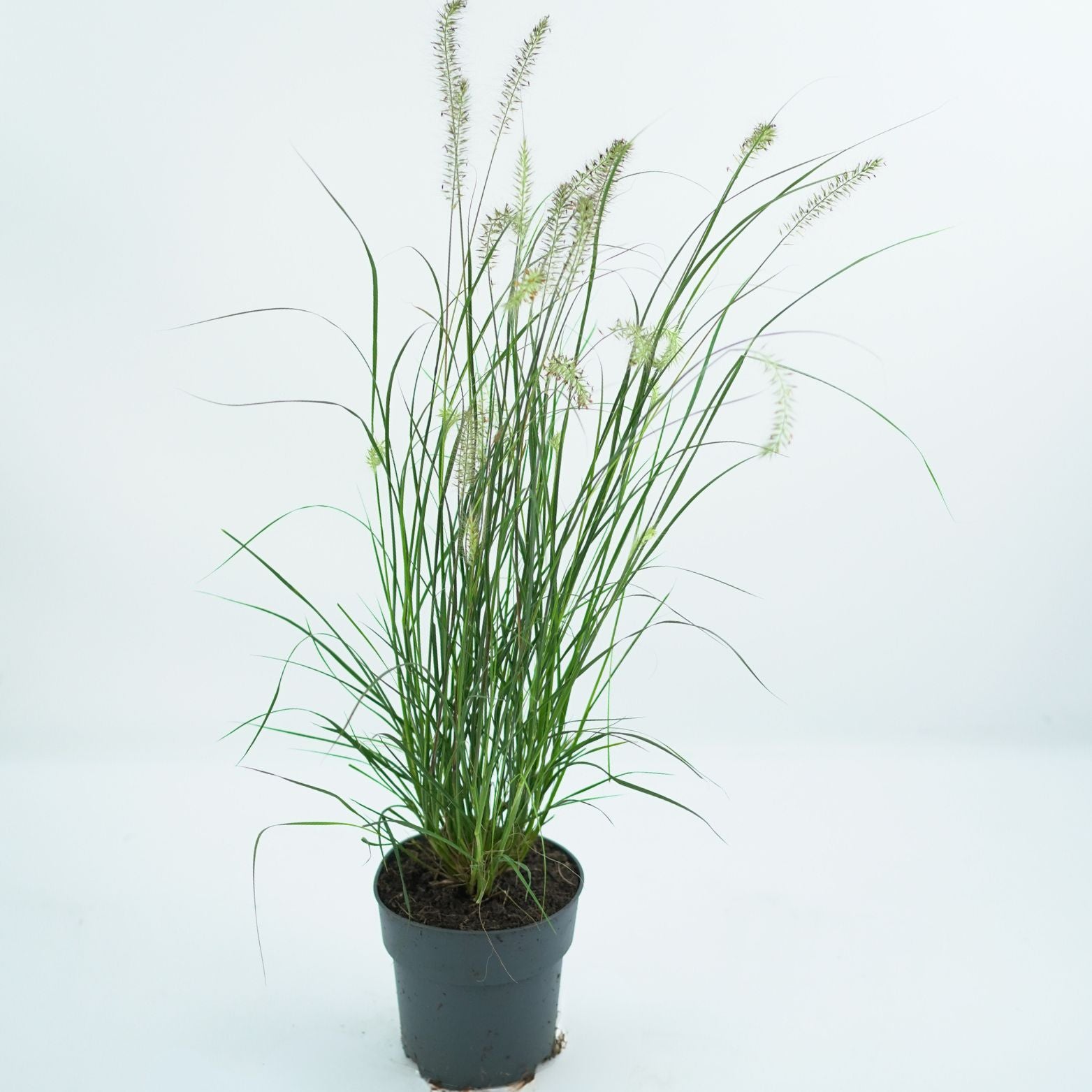PENNISETUM ALOPECUROIDES 'HAMELN' Rozplenica japońska