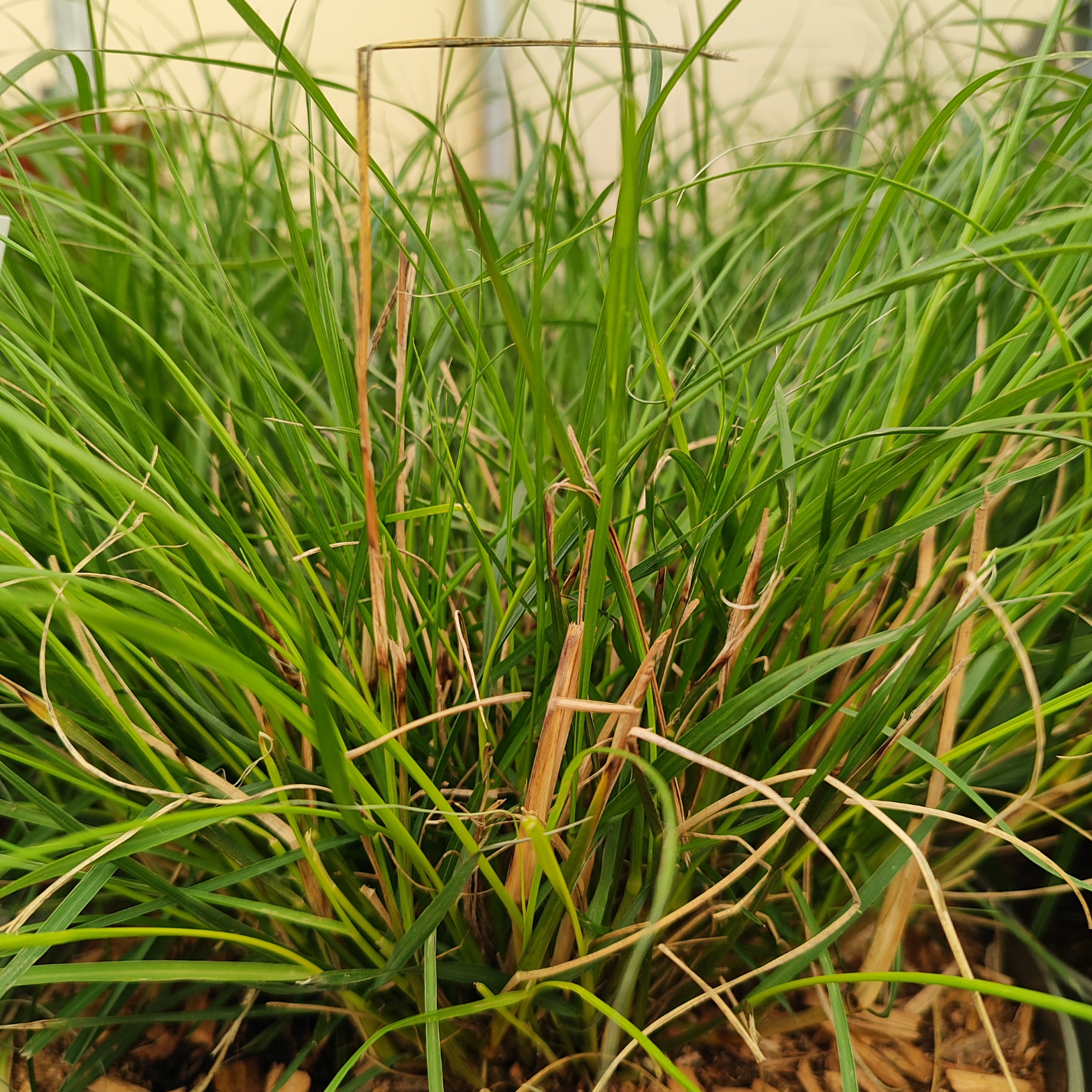 PENNISETUM ALOPECUROIDES 'HAMELN' Rozplenica japońska