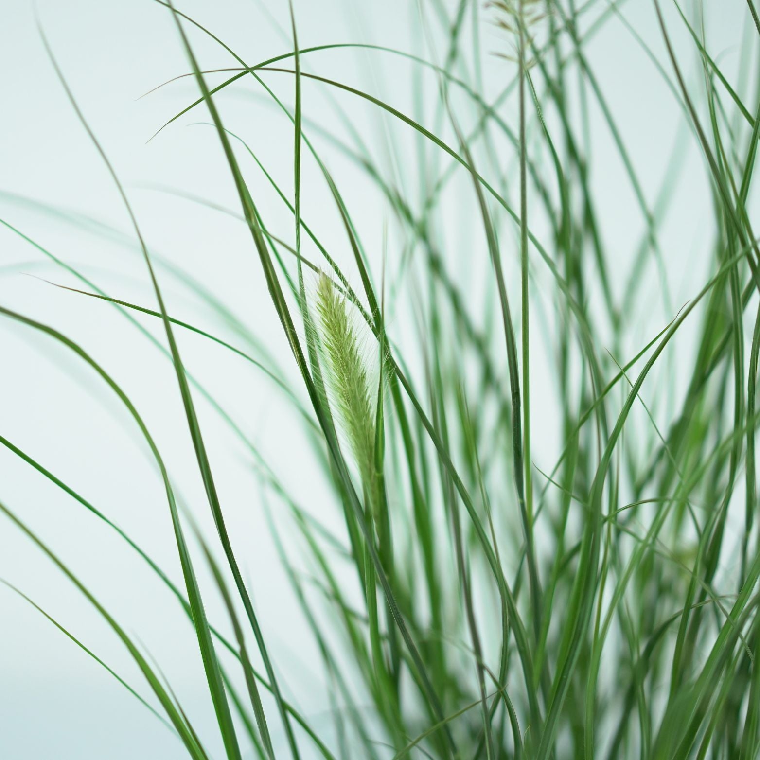 PENNISETUM ALOPECUROIDES 'HAMELN' Rozplenica japońska