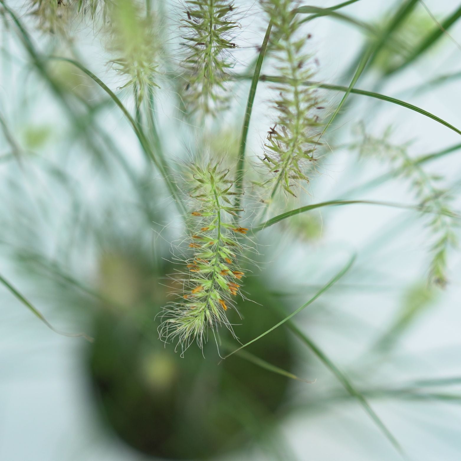 PENNISETUM ALOPECUROIDES 'HAMELN' Rozplenica japońska