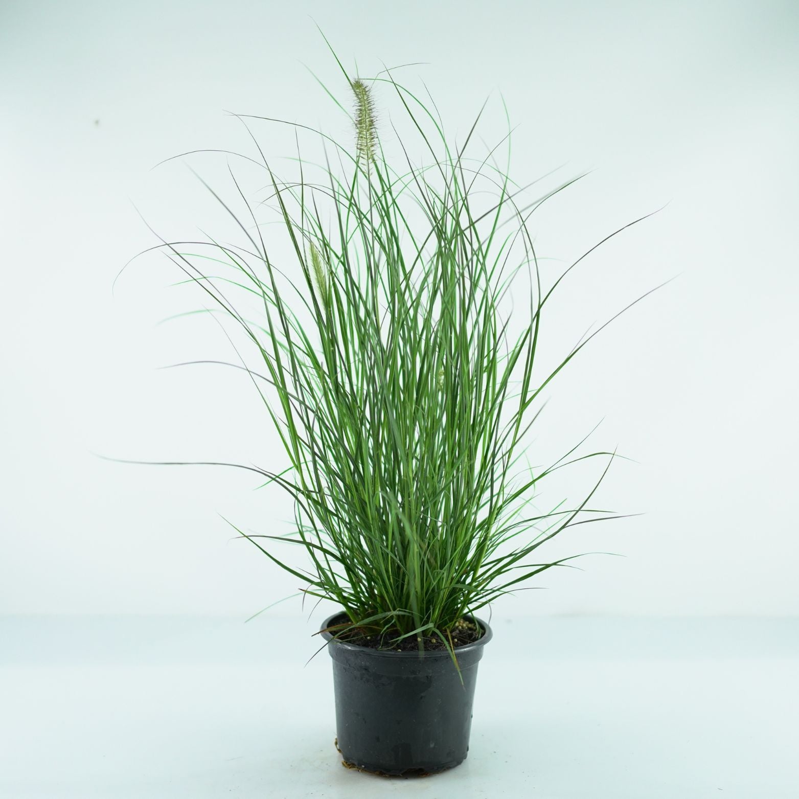 PENNISETUM ALOPECUROIDES 'HAMELN' Rozplenica japońska