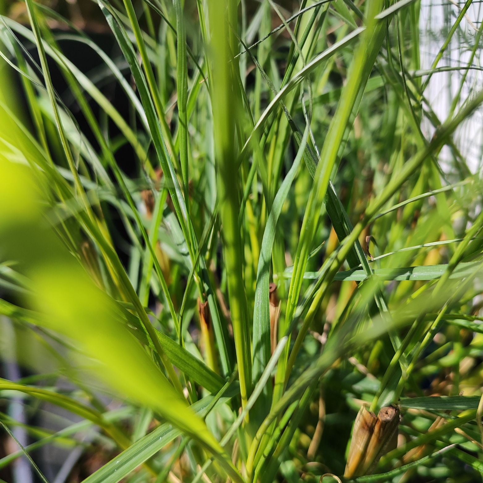 PENNISETUM ALOPECUROIDES 'HAMELN' Rozplenica japońska