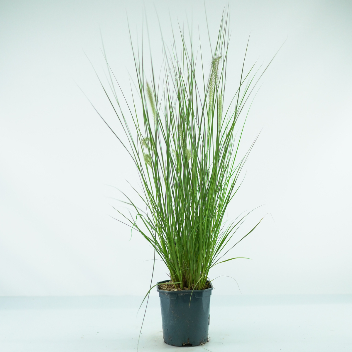 PENNISETUM ALOPECUROIDES 'HAMELN' Rozplenica japońska