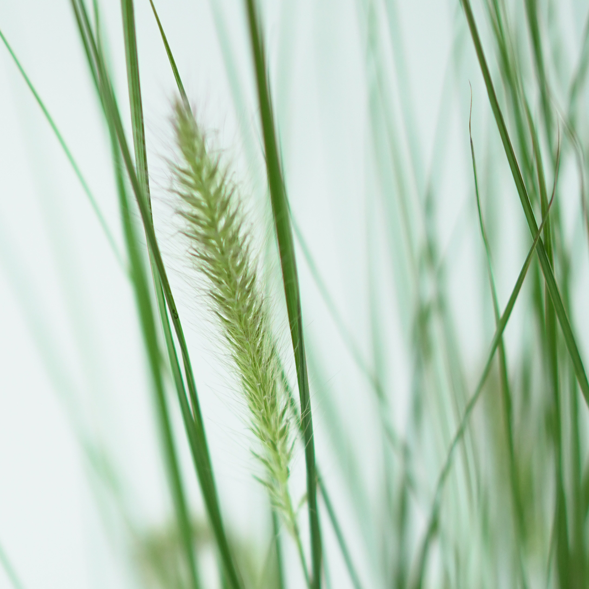 PENNISETUM ALOPECUROIDES 'HAMELN' Rozplenica japońska