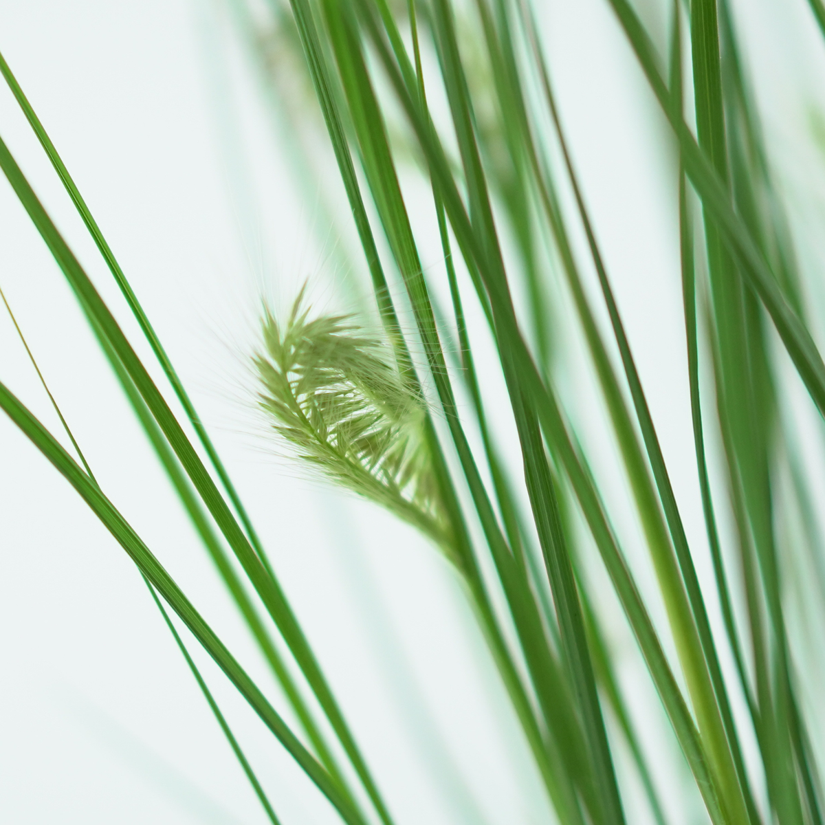 PENNISETUM ALOPECUROIDES 'HAMELN' Rozplenica japońska