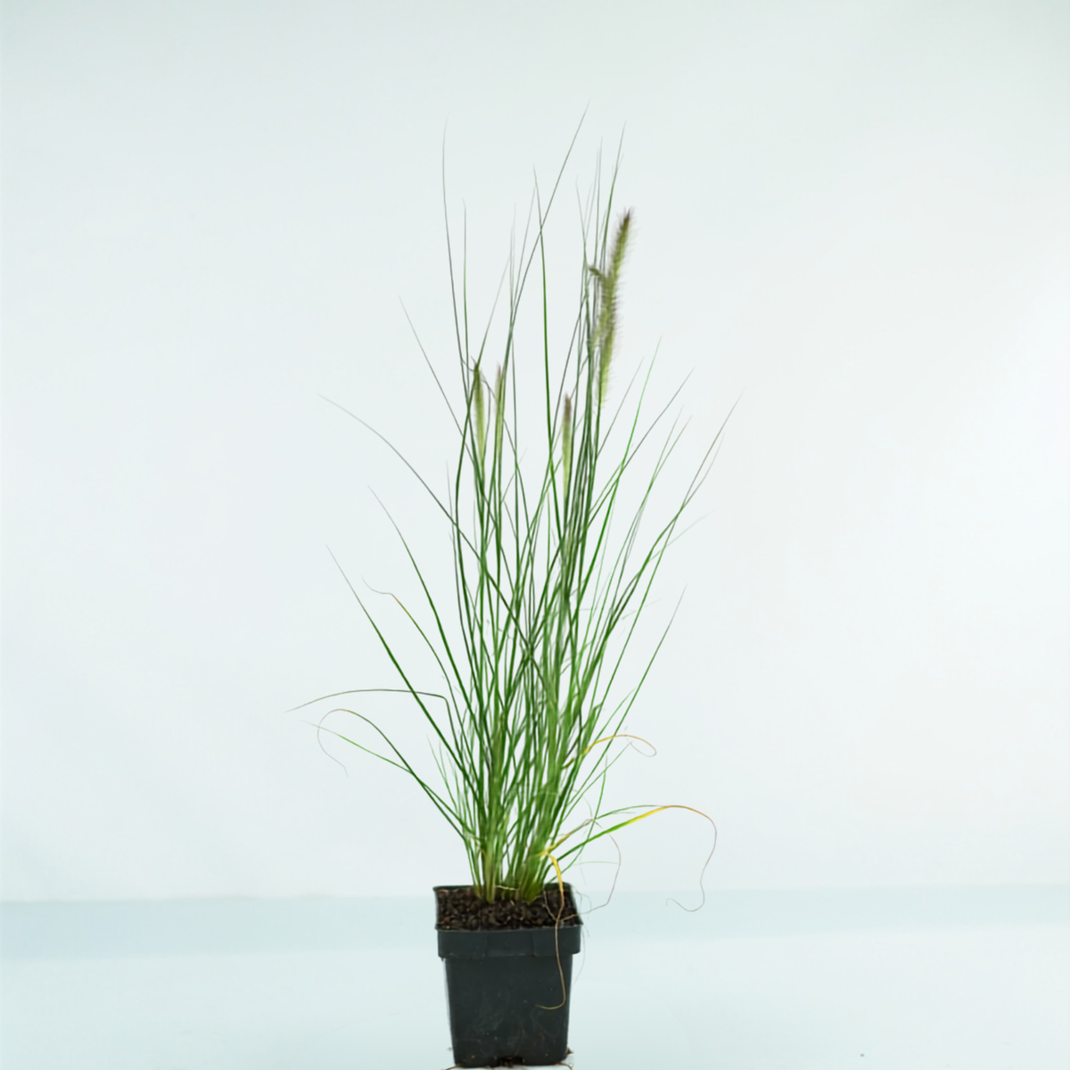 PENNISETUM ALOPECUROIDES 'HAMELN' Rozplenica japońska