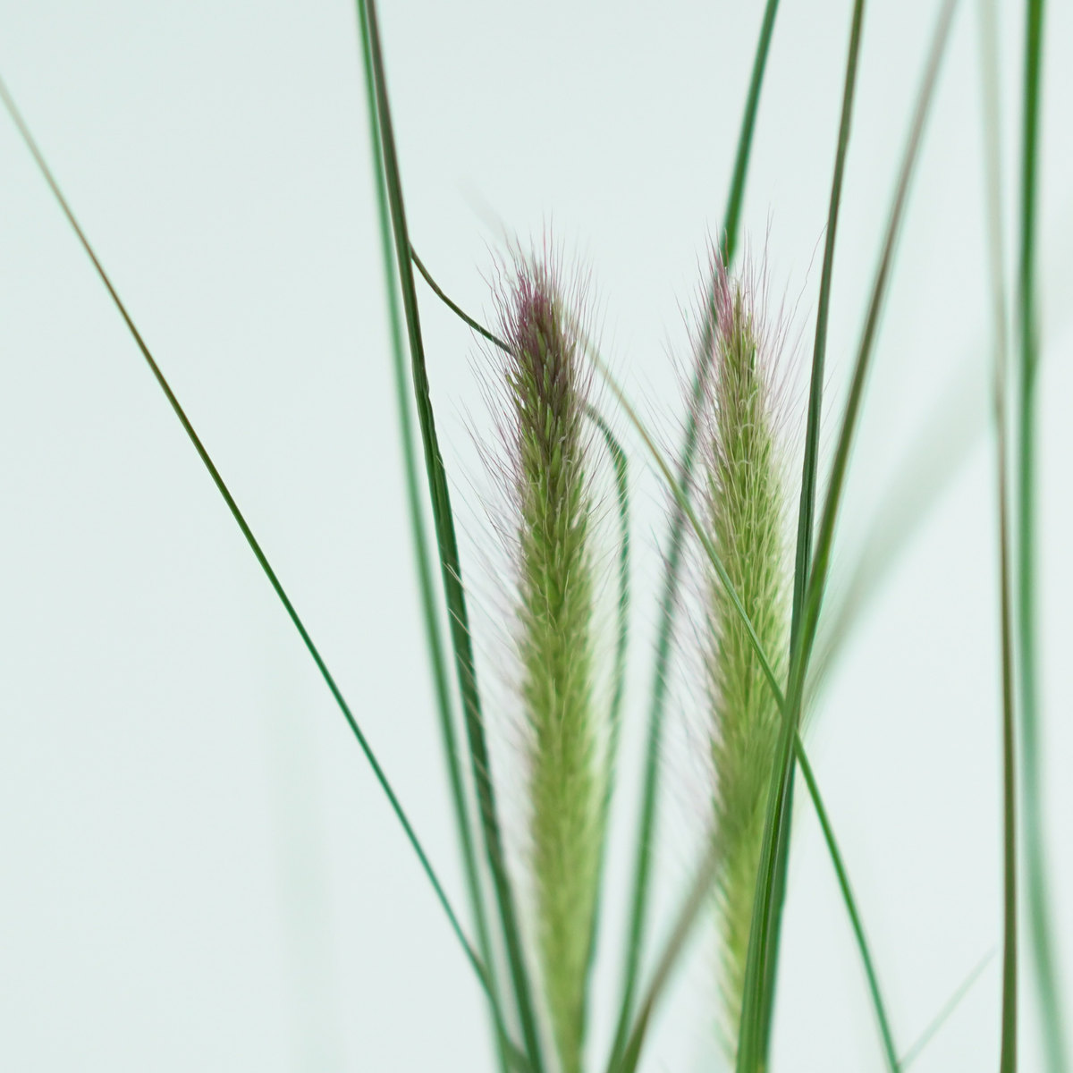 PENNISETUM ALOPECUROIDES 'HAMELN' Rozplenica japońska