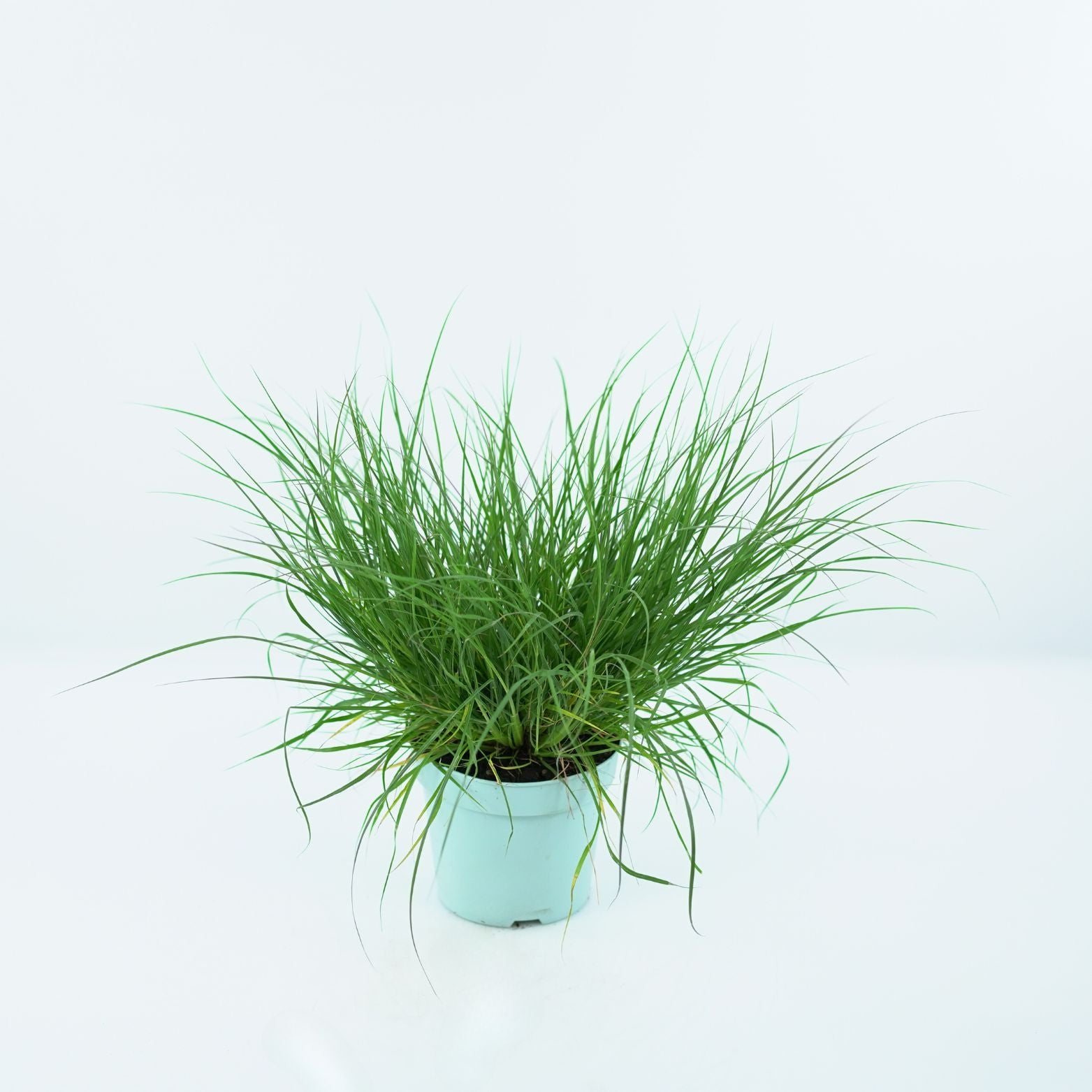 PENNISETUM ALOPECUROIDES 'LITTLE BUNNY' Rozplenica japońska