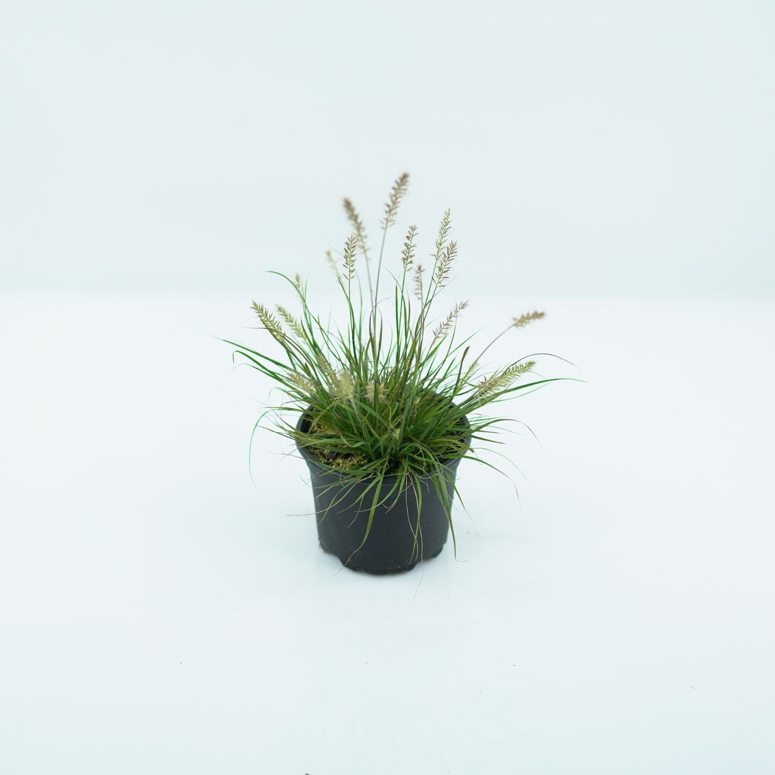 PENNISETUM ALOPECUROIDES 'LITTLE BUNNY' Rozplenica japońska