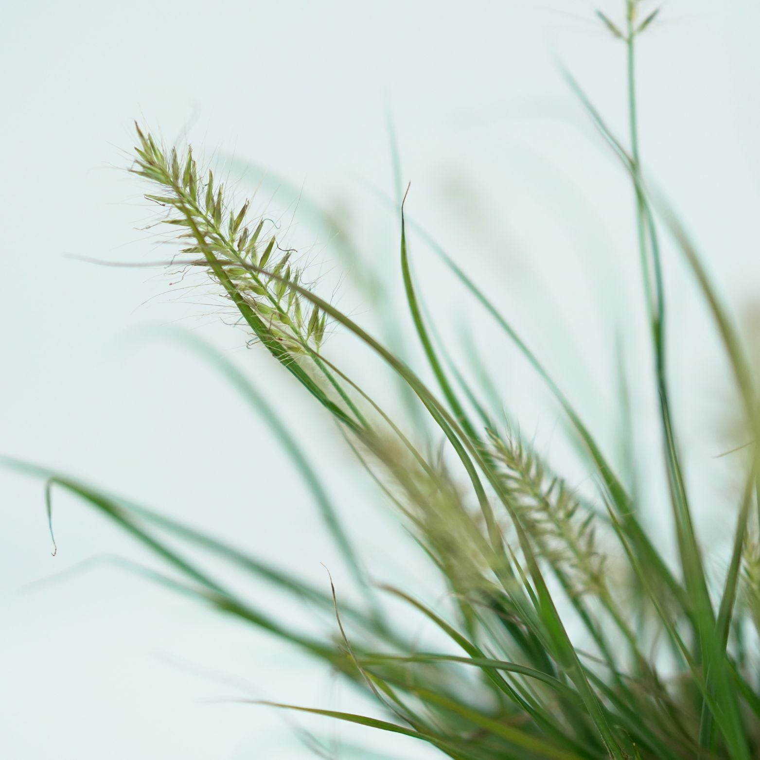 PENNISETUM ALOPECUROIDES 'LITTLE BUNNY' Rozplenica japońska