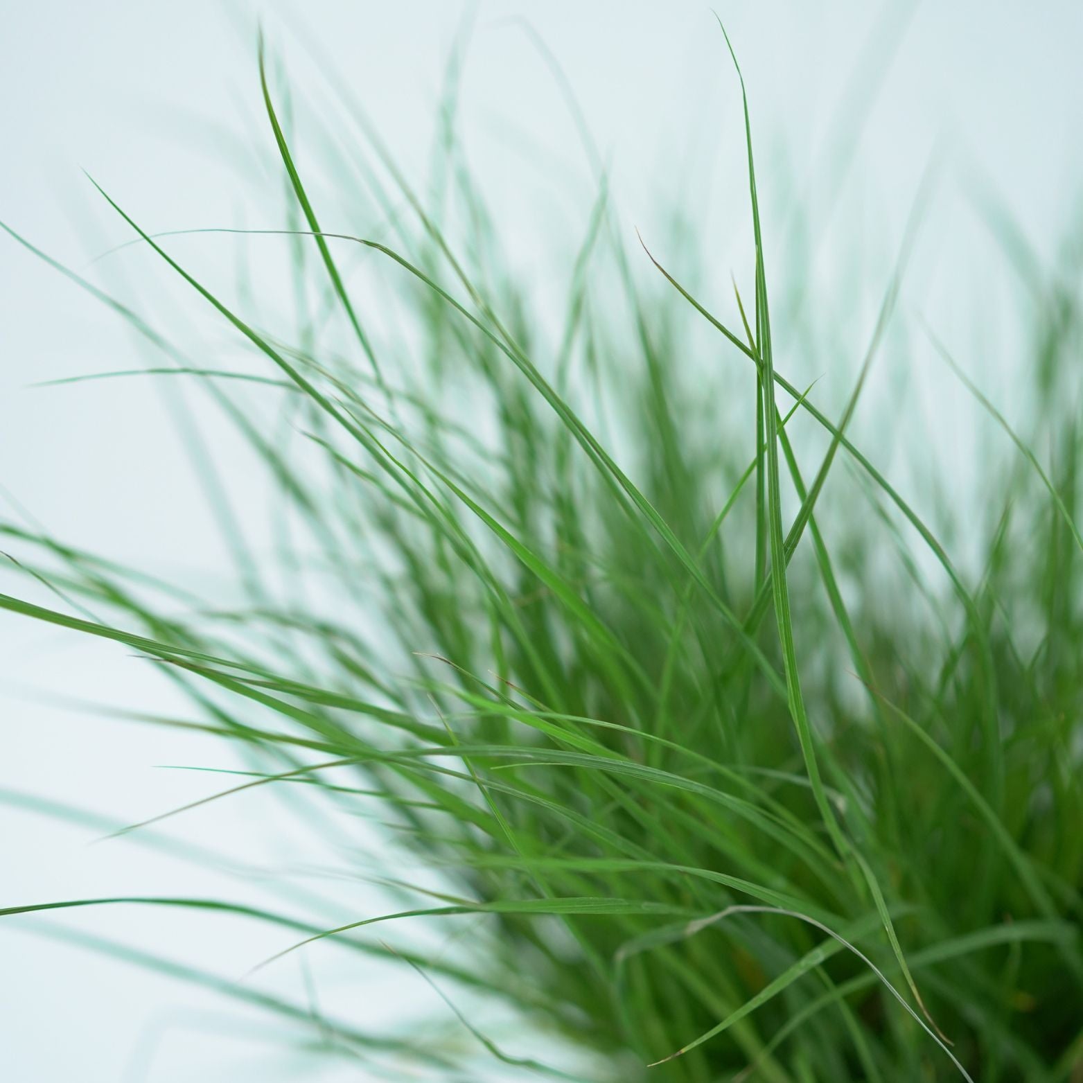 PENNISETUM ALOPECUROIDES 'LITTLE BUNNY' Rozplenica japońska