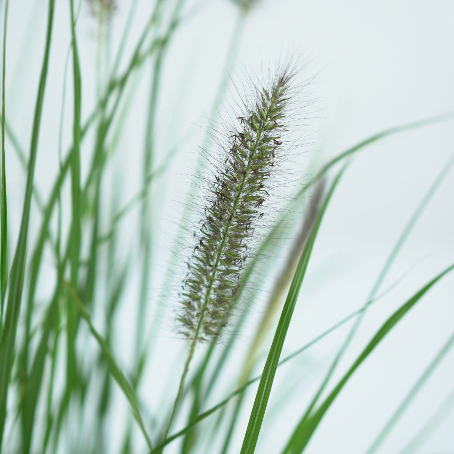 PENNISETUM ALOPECUROIDES 'VIRDERSCENS' Rozplenica japońska