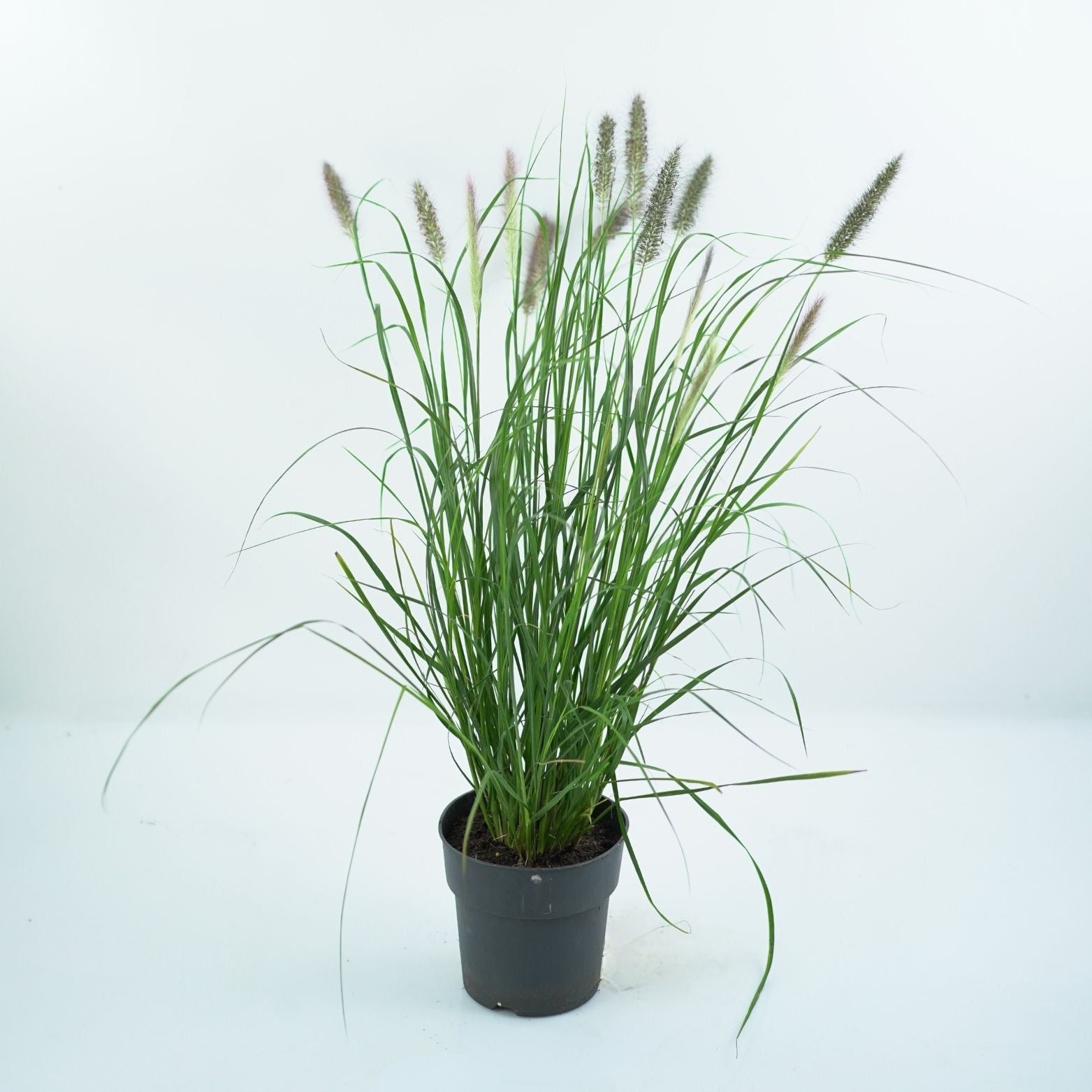 PENNISETUM ALOPECUROIDES 'VIRDERSCENS' Rozplenica japońska