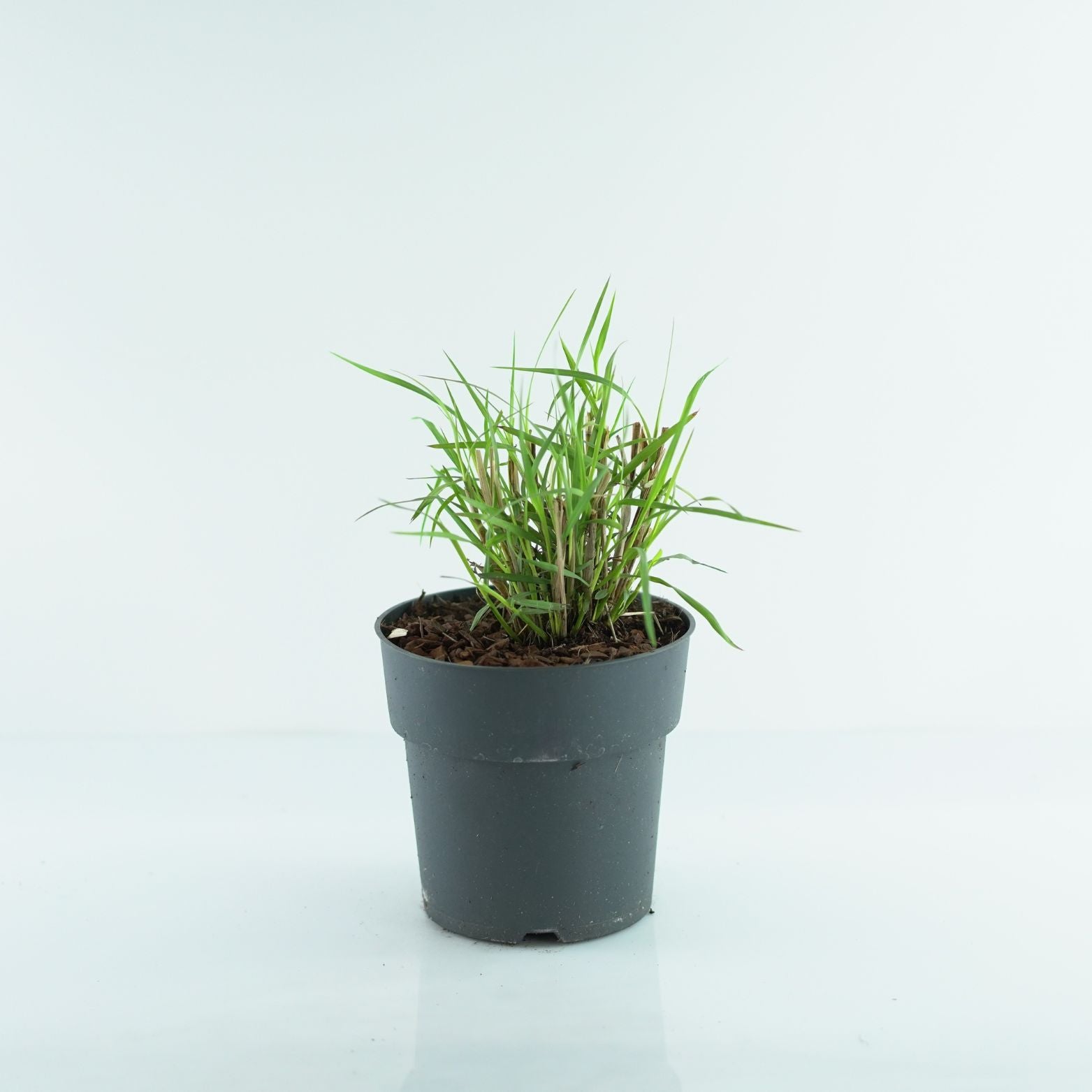 PENNISETUM ORIENTALE 'Fairy Tails' Rozplenica Wschodnia