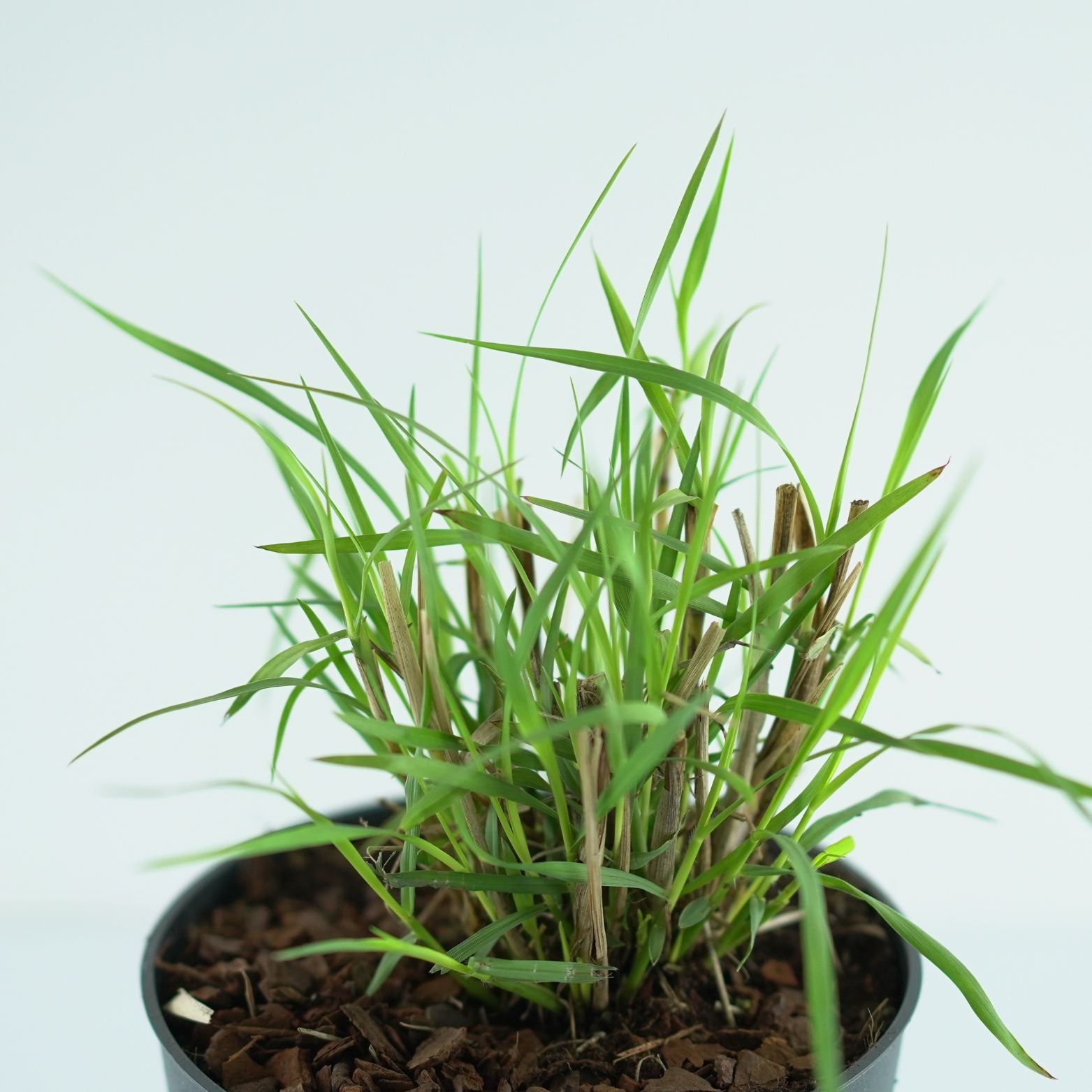 PENNISETUM ORIENTALE 'Fairy Tails' Rozplenica Wschodnia