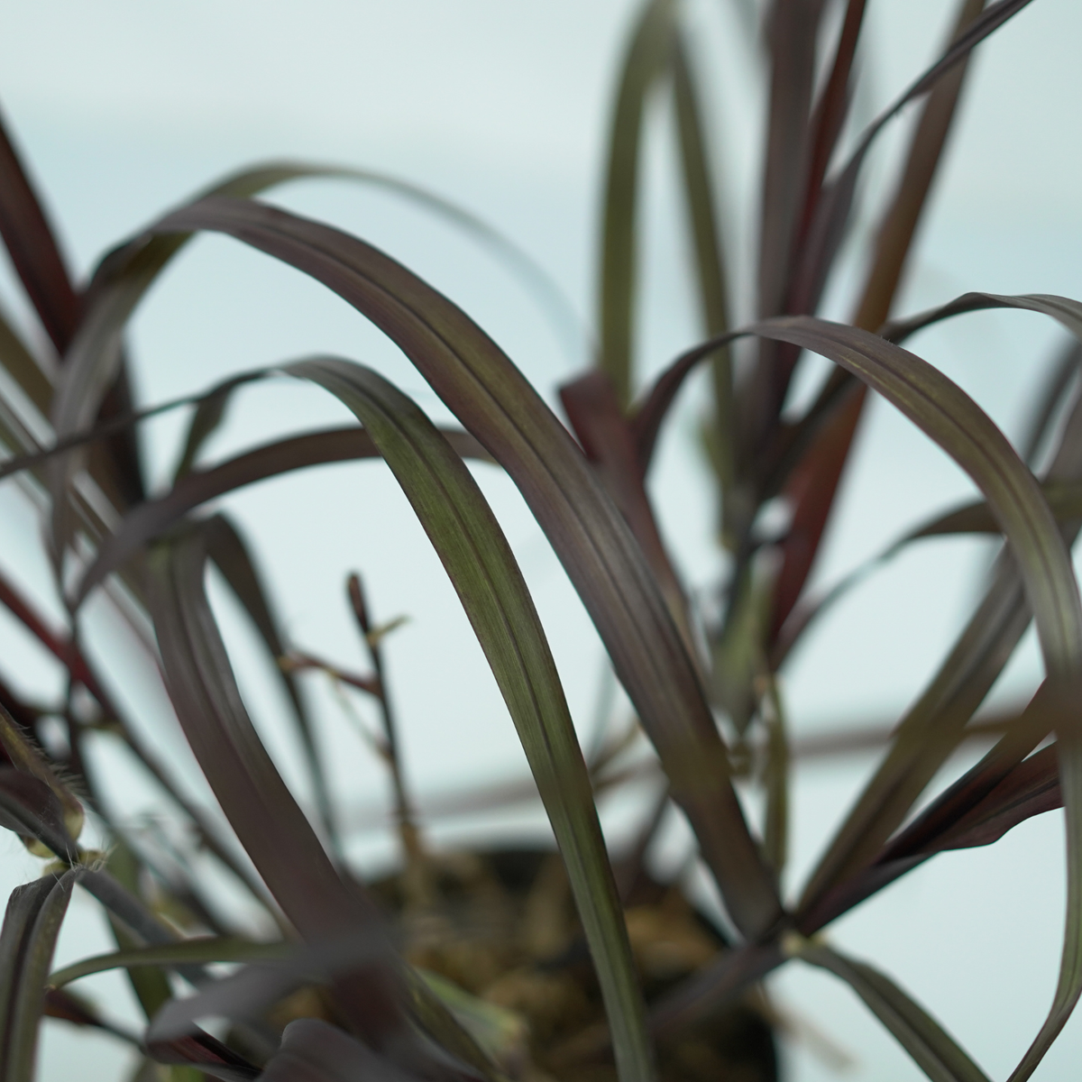 PENNISETUM PURPUREUM 'Vertigo' Rozplenica 