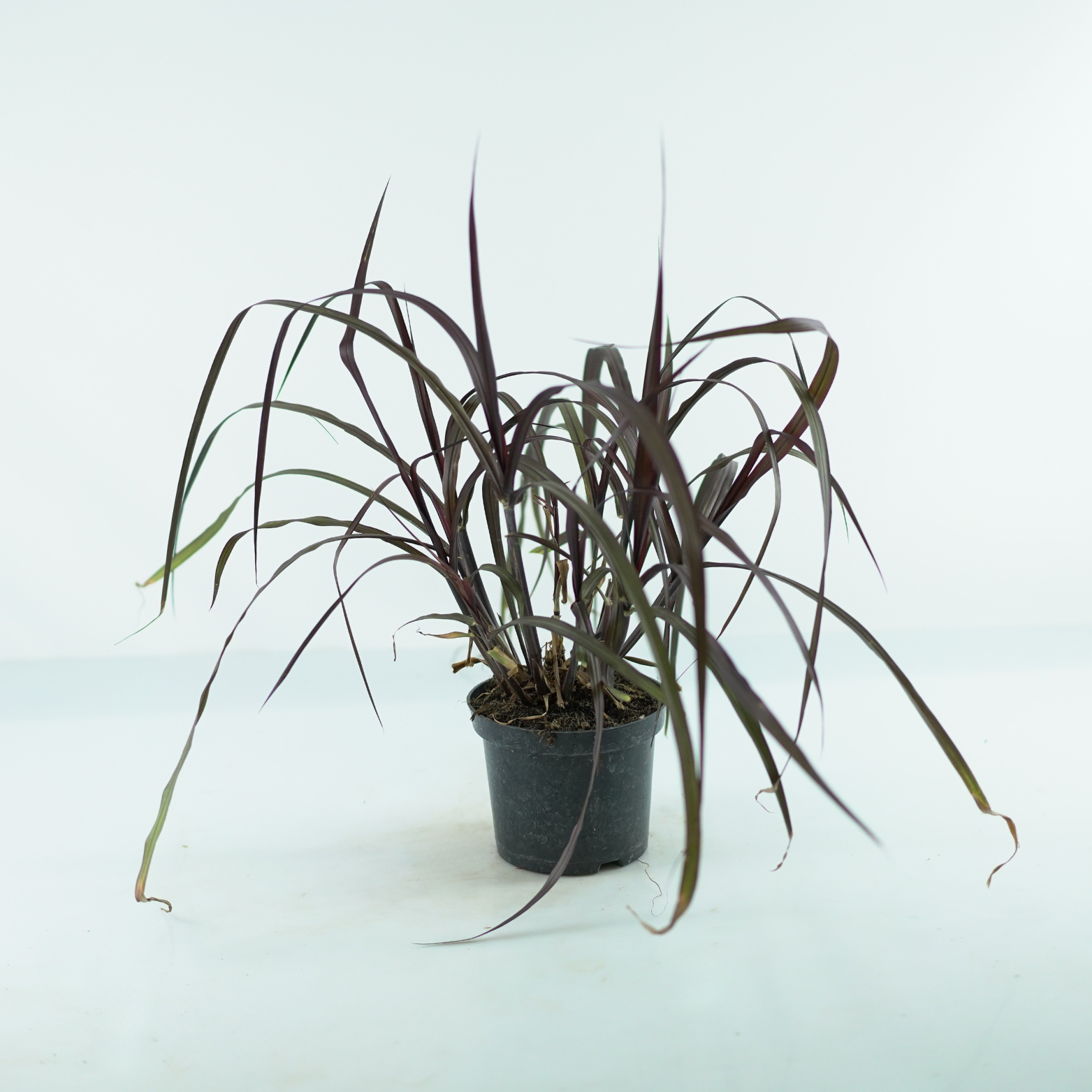 PENNISETUM PURPUREUM 'Vertigo' Rozplenica 