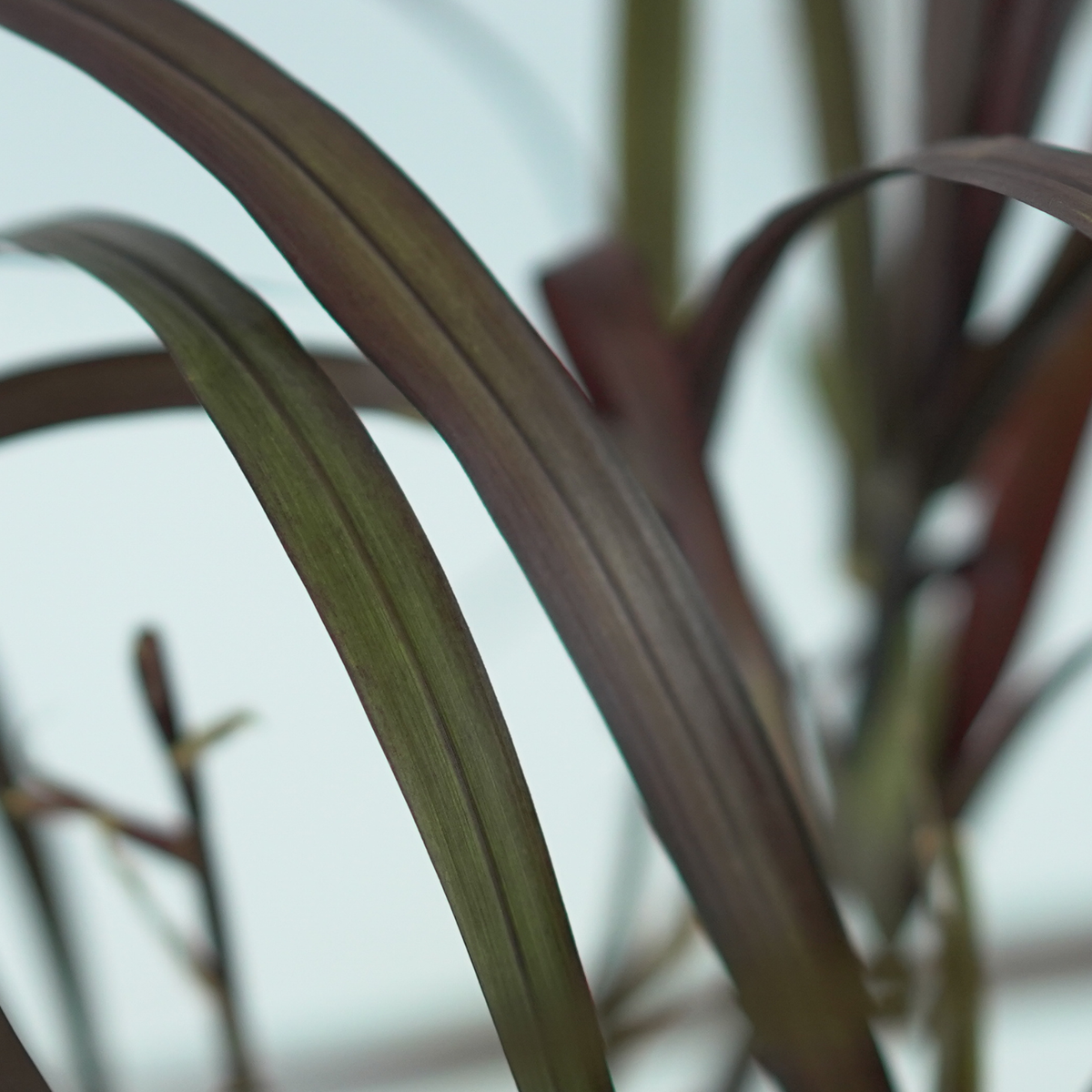 PENNISETUM PURPUREUM 'Vertigo' Rozplenica 