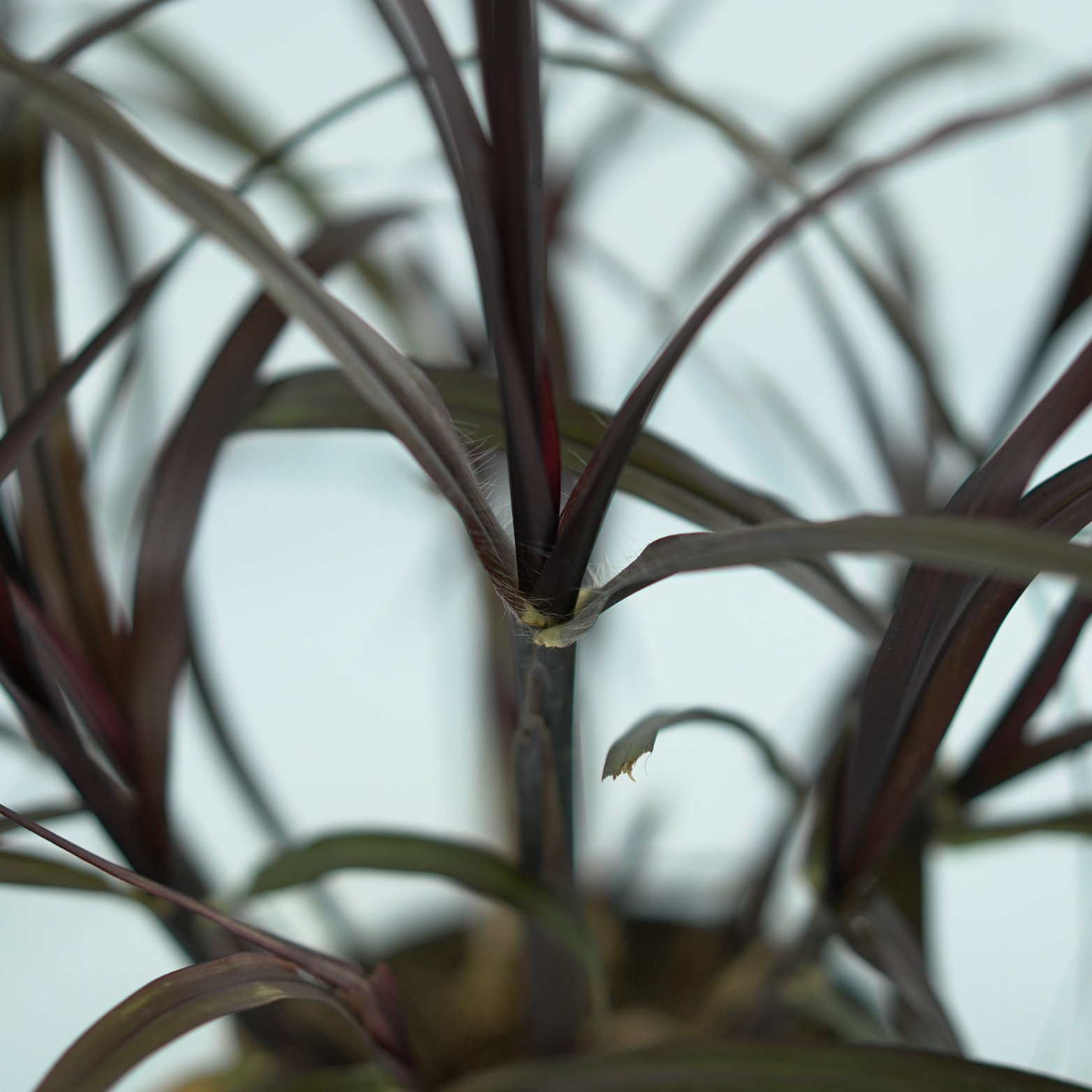 PENNISETUM PURPUREUM 'Vertigo' Rozplenica 