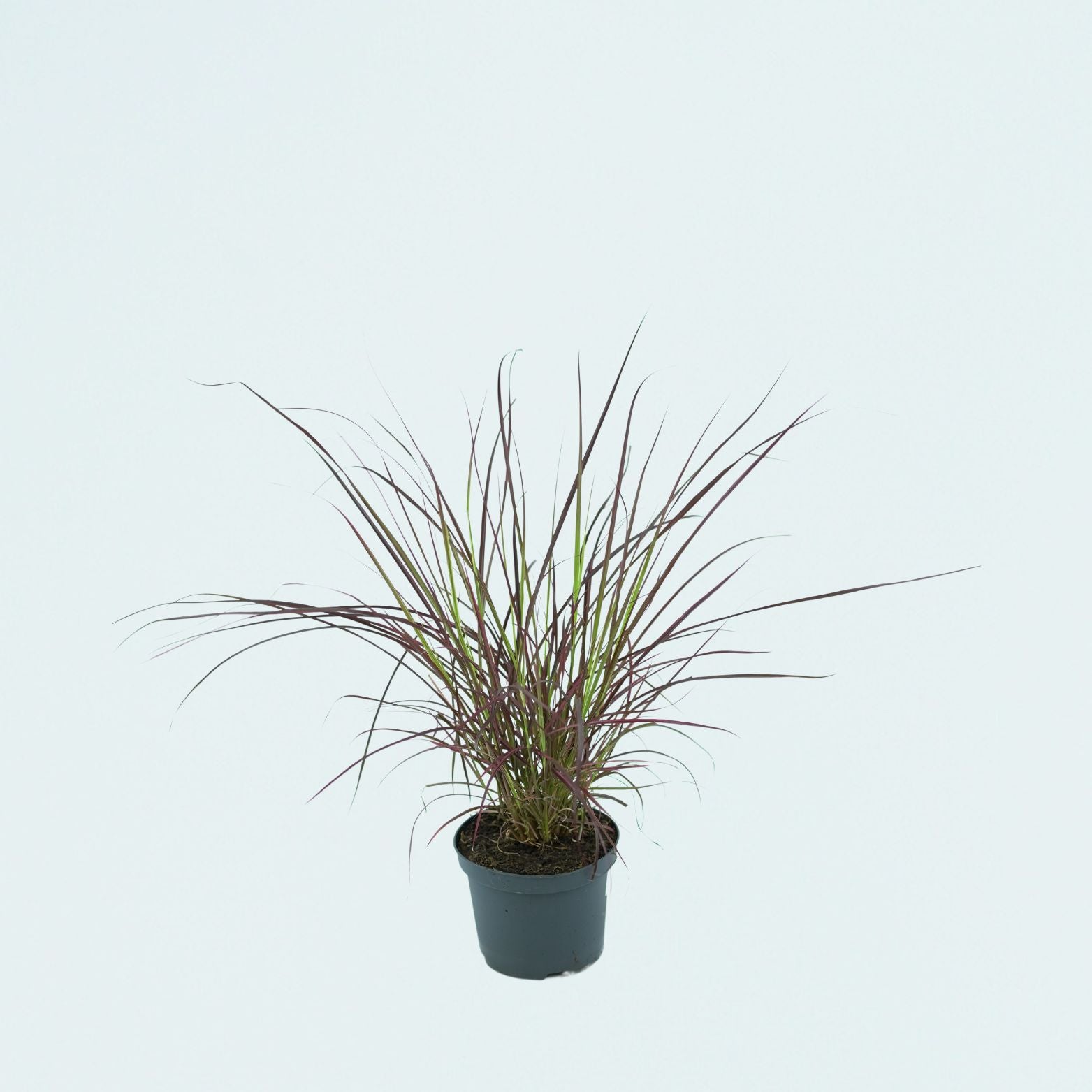 PENNISETUM SETACEUM 'FIREWORKS' Rozplenica szczecinkowata