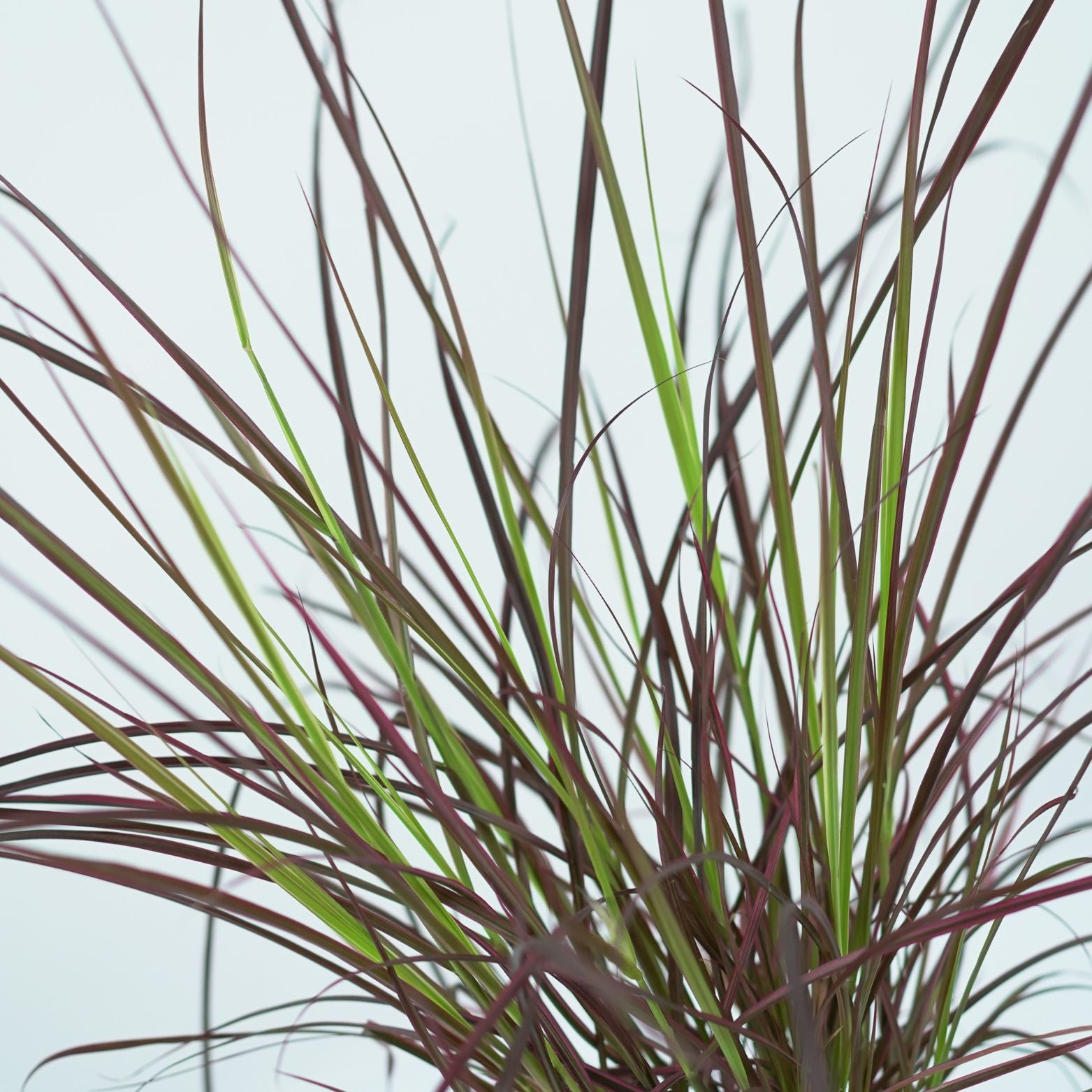 PENNISETUM SETACEUM 'FIREWORKS' Rozplenica szczecinkowata