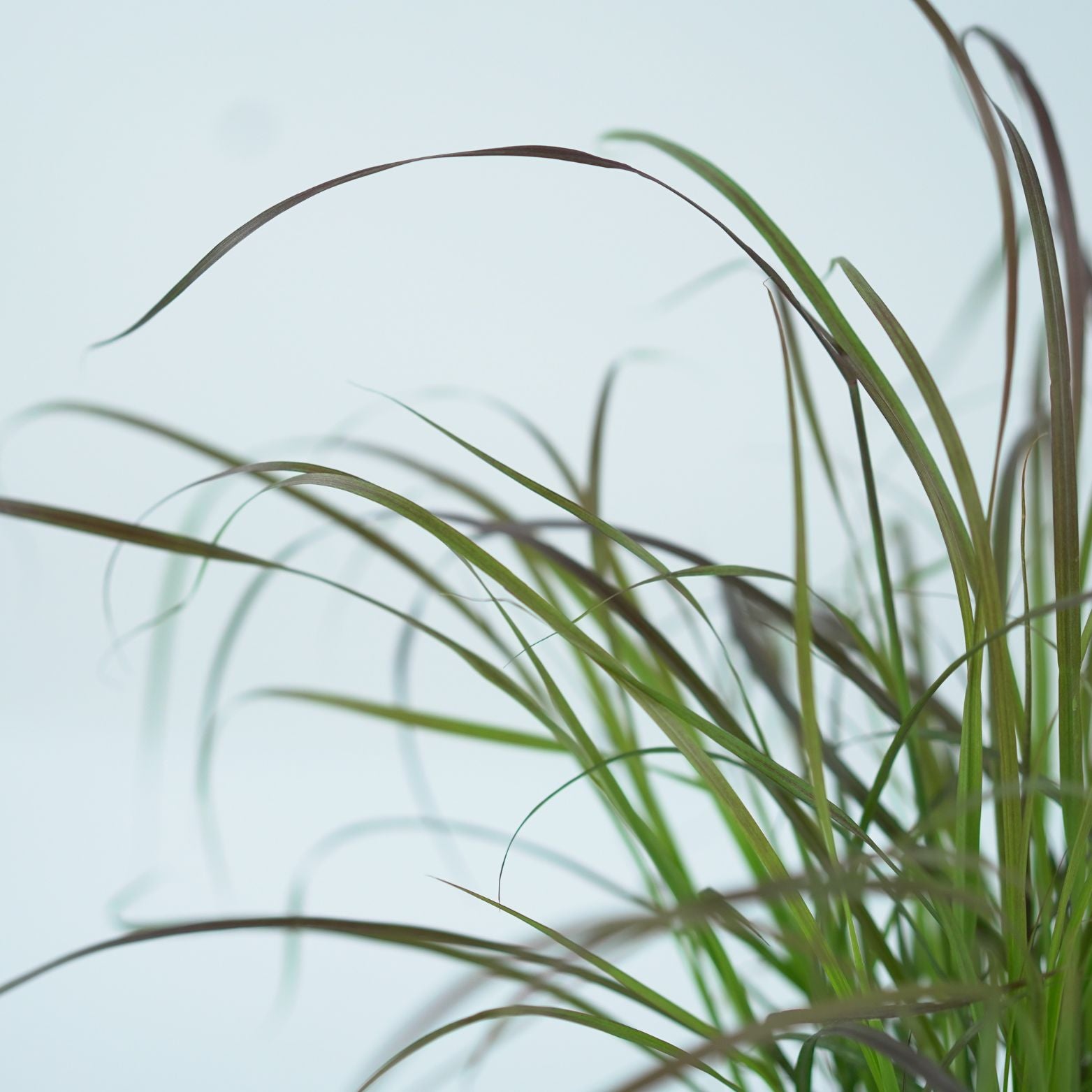 PENNISETUM SETACEUM 'RUBRUM' Rozplenica szczecinkowata