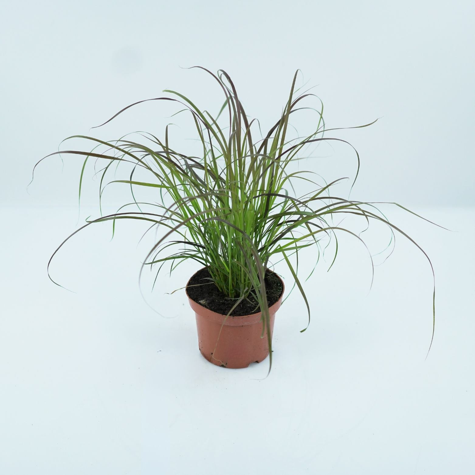 PENNISETUM SETACEUM 'RUBRUM' Rozplenica szczecinkowata