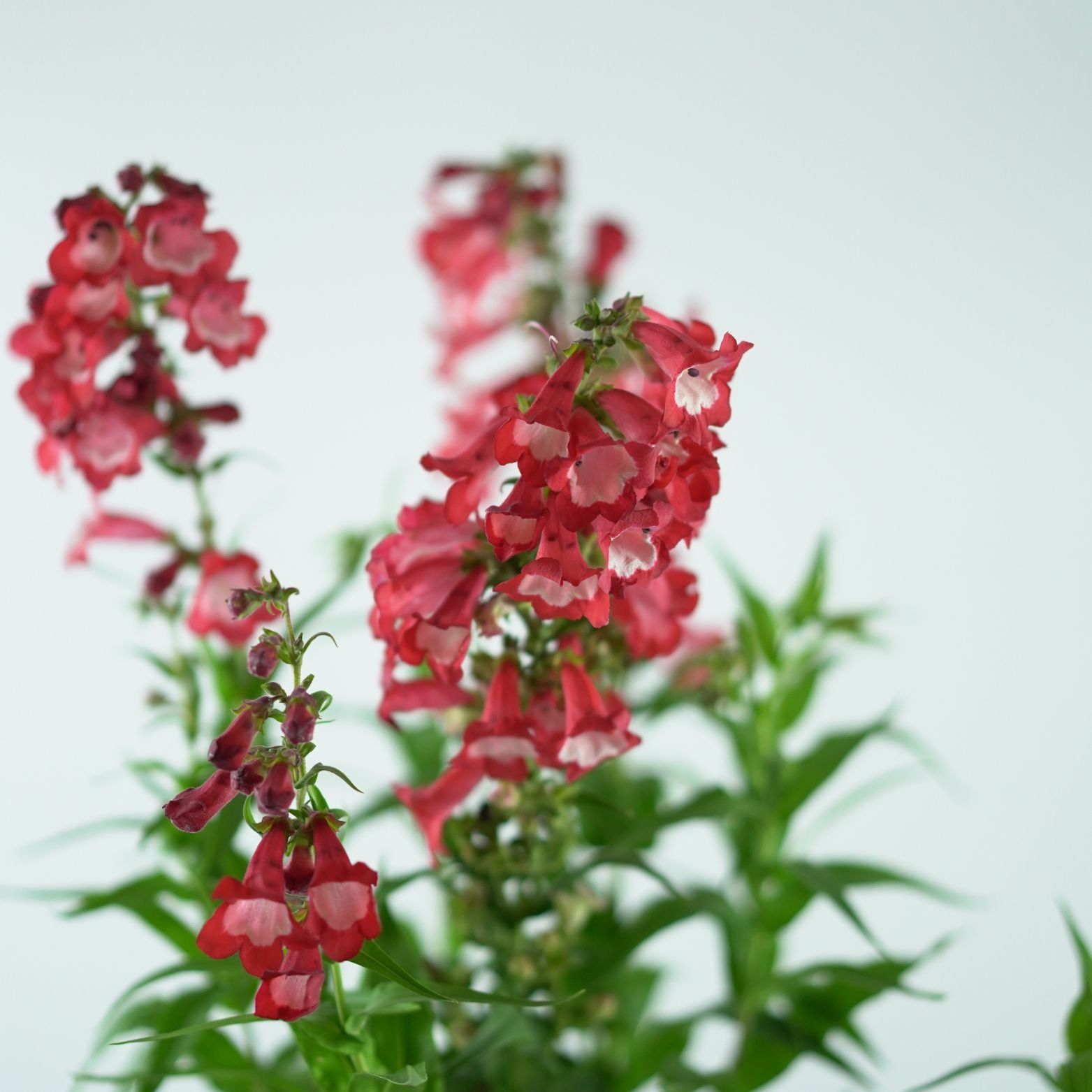 PENSTEMON 'Picotee Red'