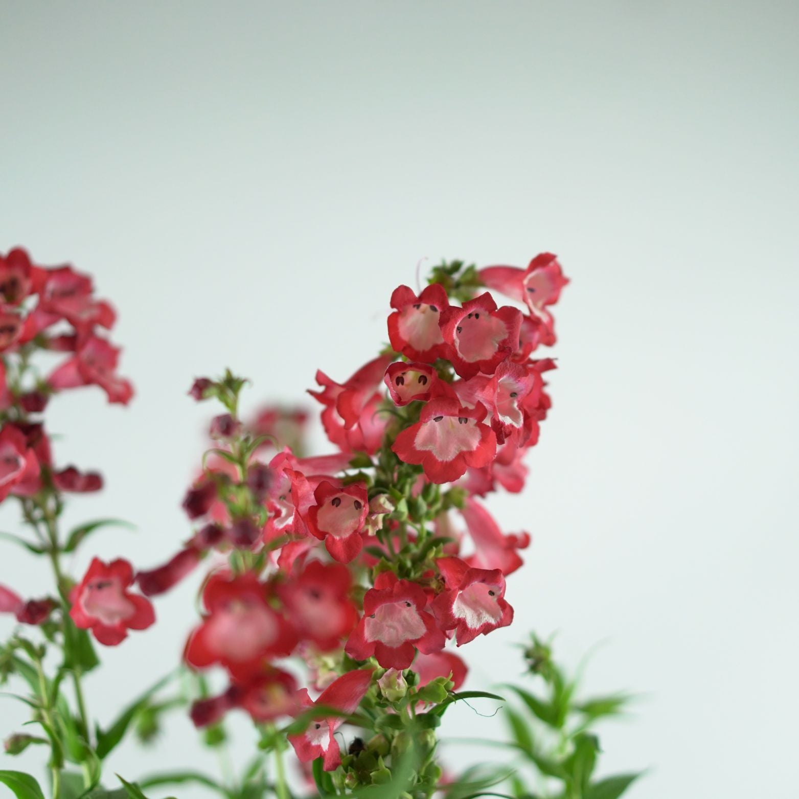 PENSTEMON 'Picotee Red'