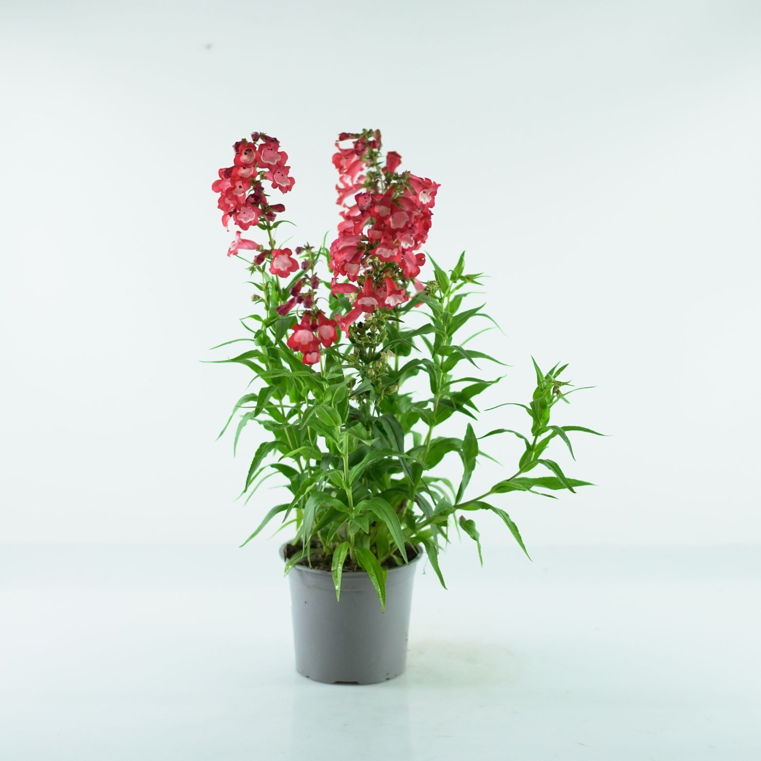 PENSTEMON 'Picotee Red'