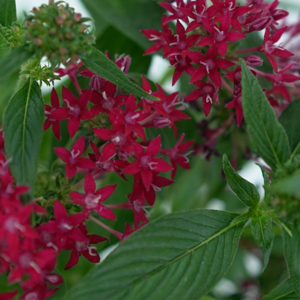 PENTAS LANCEOLATA Piątak lancetowaty