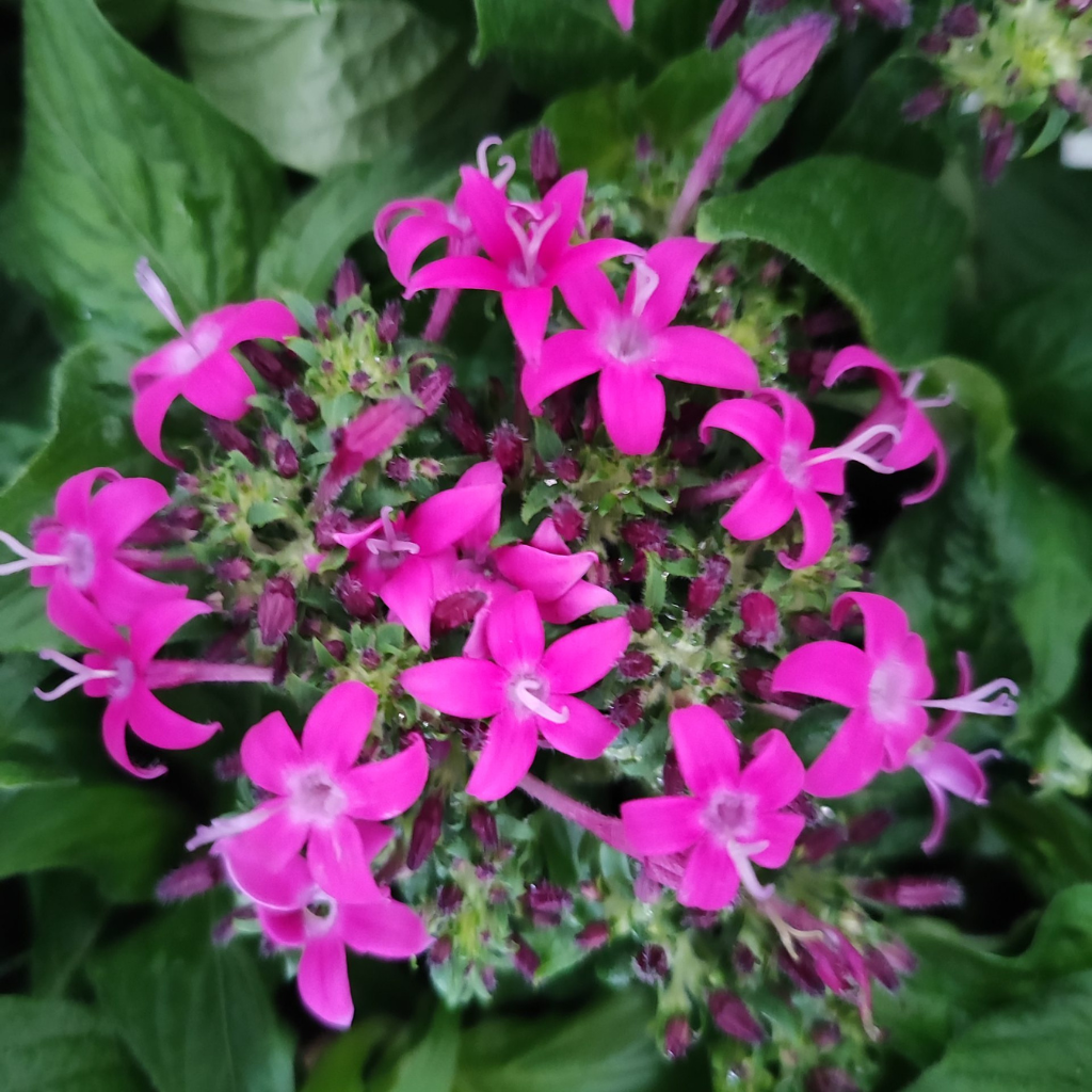 PENTAS LANCEOLATA Piątak lancetowaty