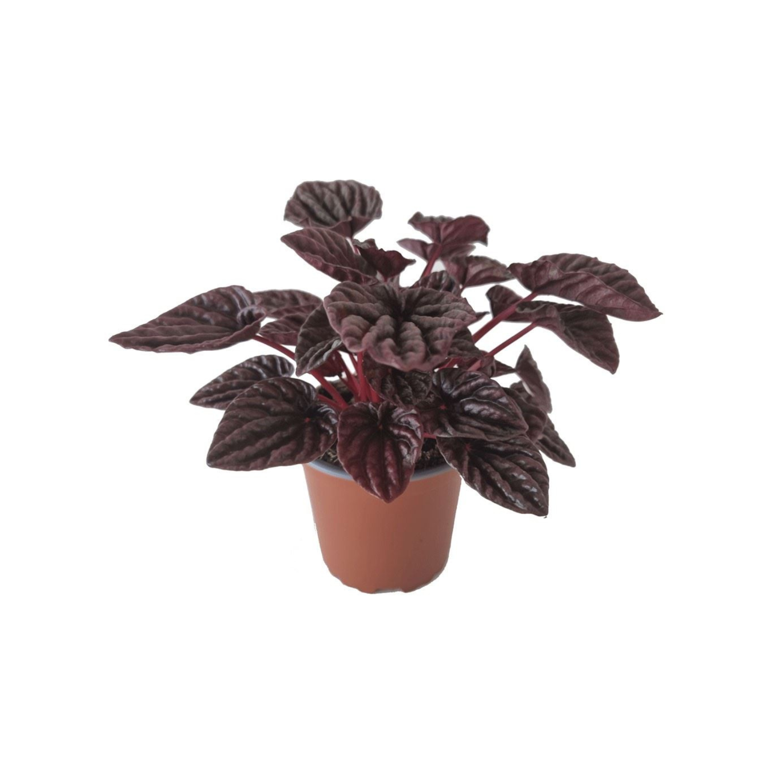 PEPEROMIA CAPERATA 'BURGUNDY' Peperomia kędzierzawa