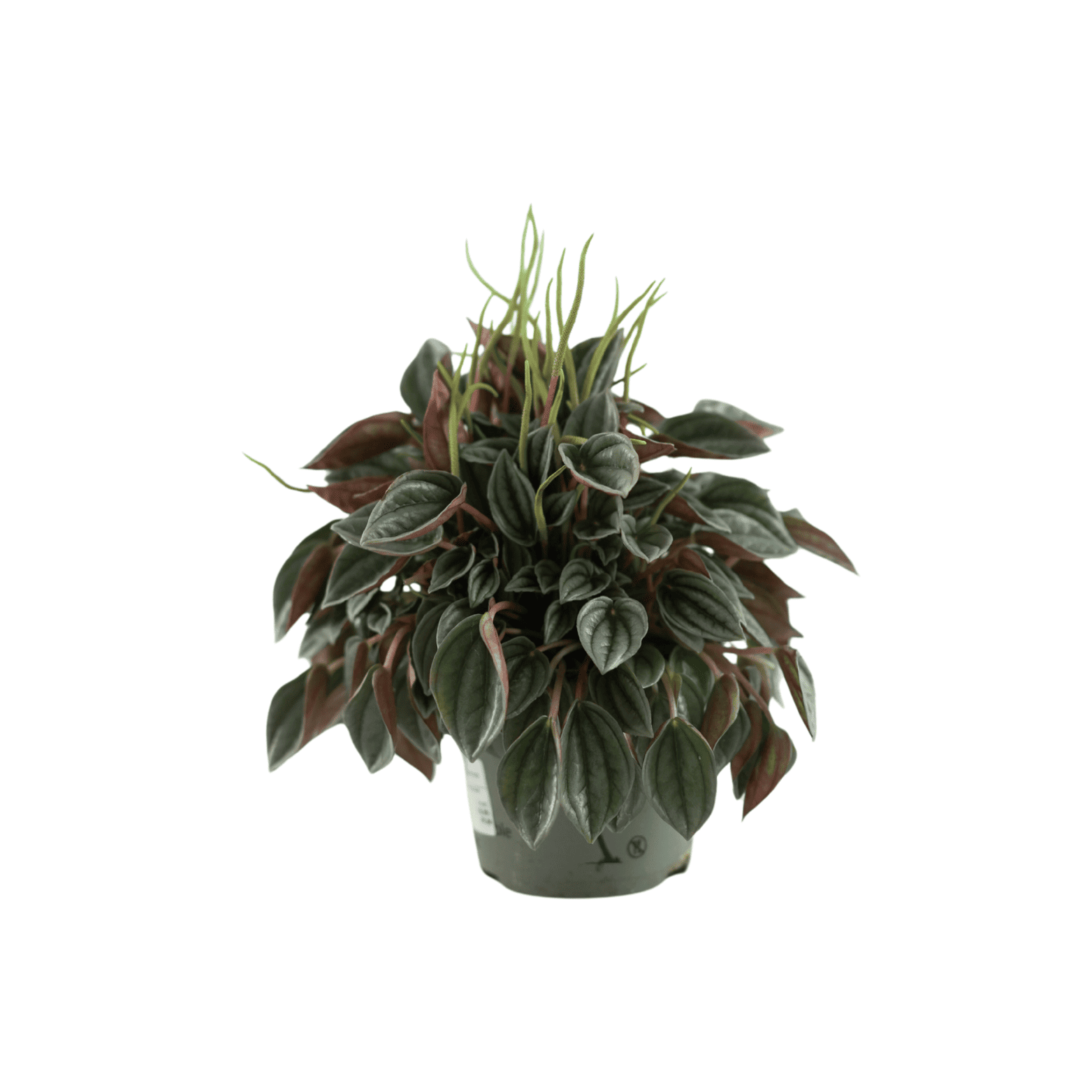 PEPEROMIA CAPERATA Peperomia kędzierzawa, pieprzówka