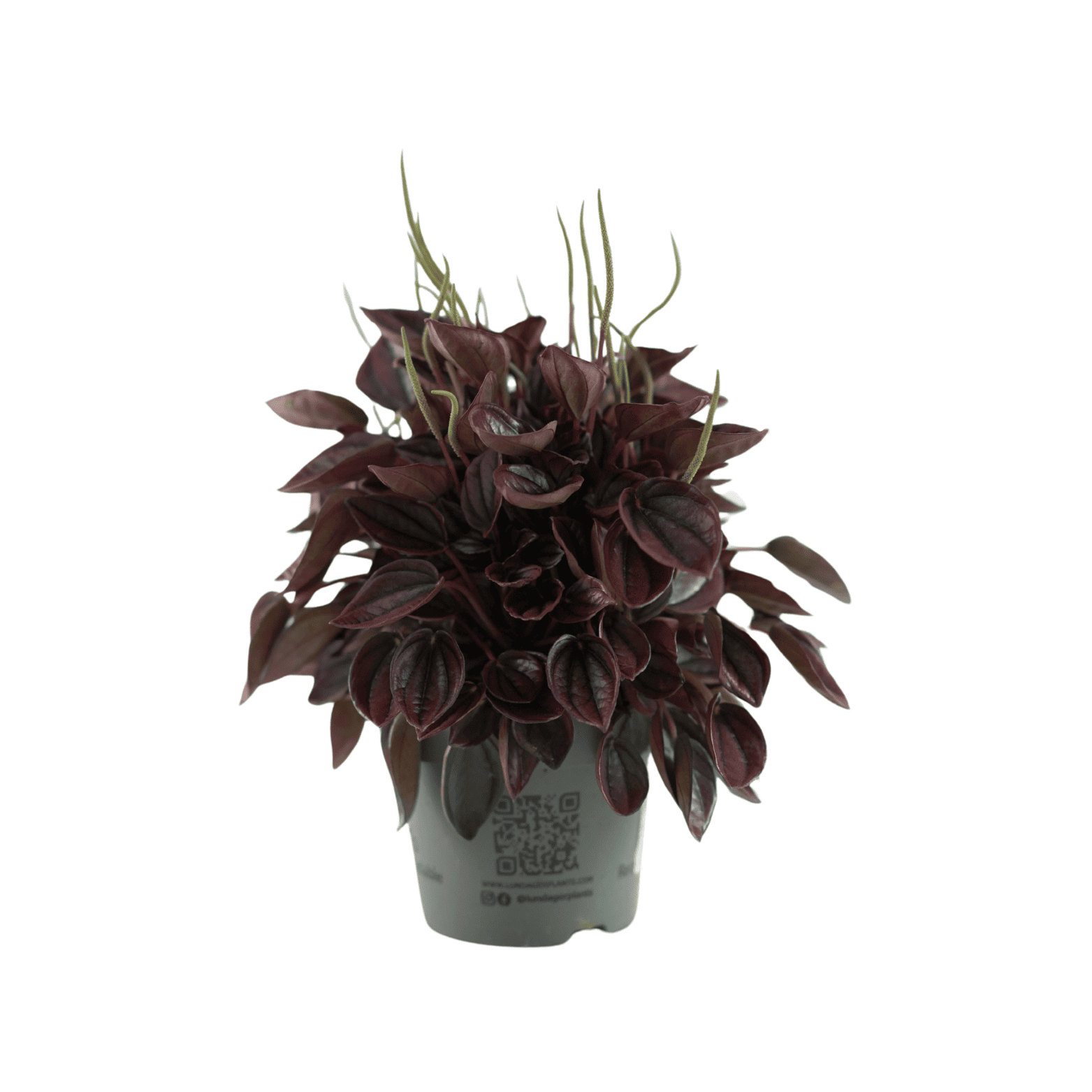 PEPEROMIA CAPERATA Peperomia kędzierzawa, pieprzówka