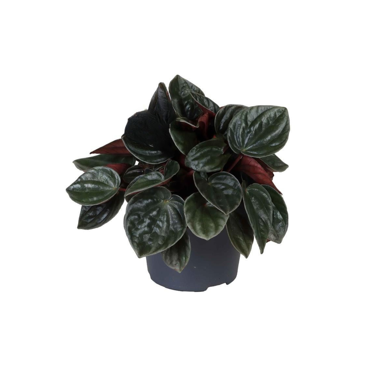 PEPEROMIA CAPERATA 'SANTIAGO' Peperomia kędzierzawa