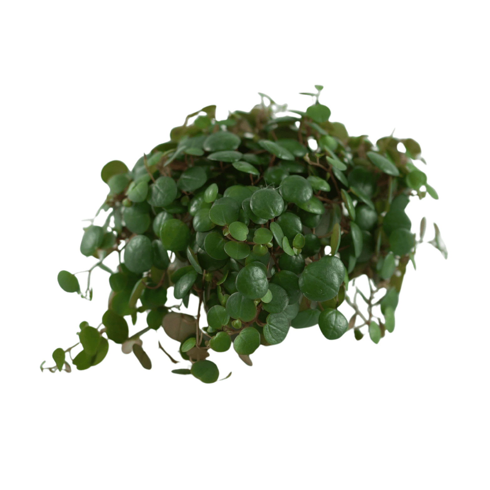 PEPEROMIA PROSTATA 'PEPPERSPOT' Peperomia
