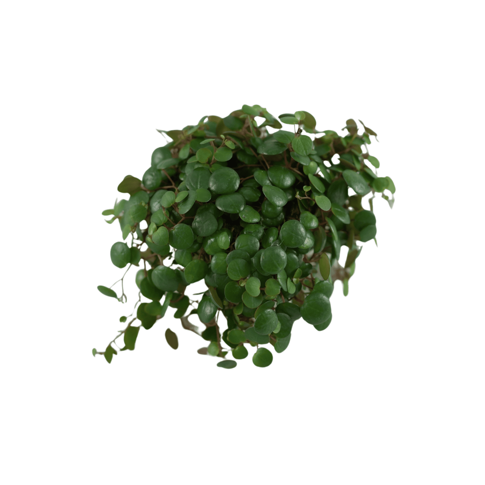 Peperomia prostrata 'Pepperspot' 