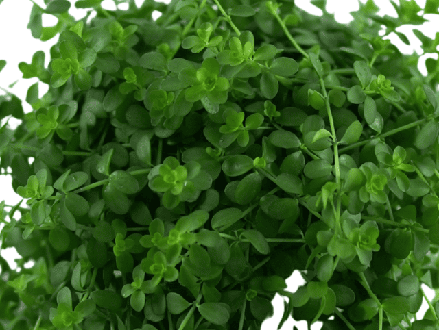 PEPEROMIA 'ROTUNDIFOLIA' Peperomia