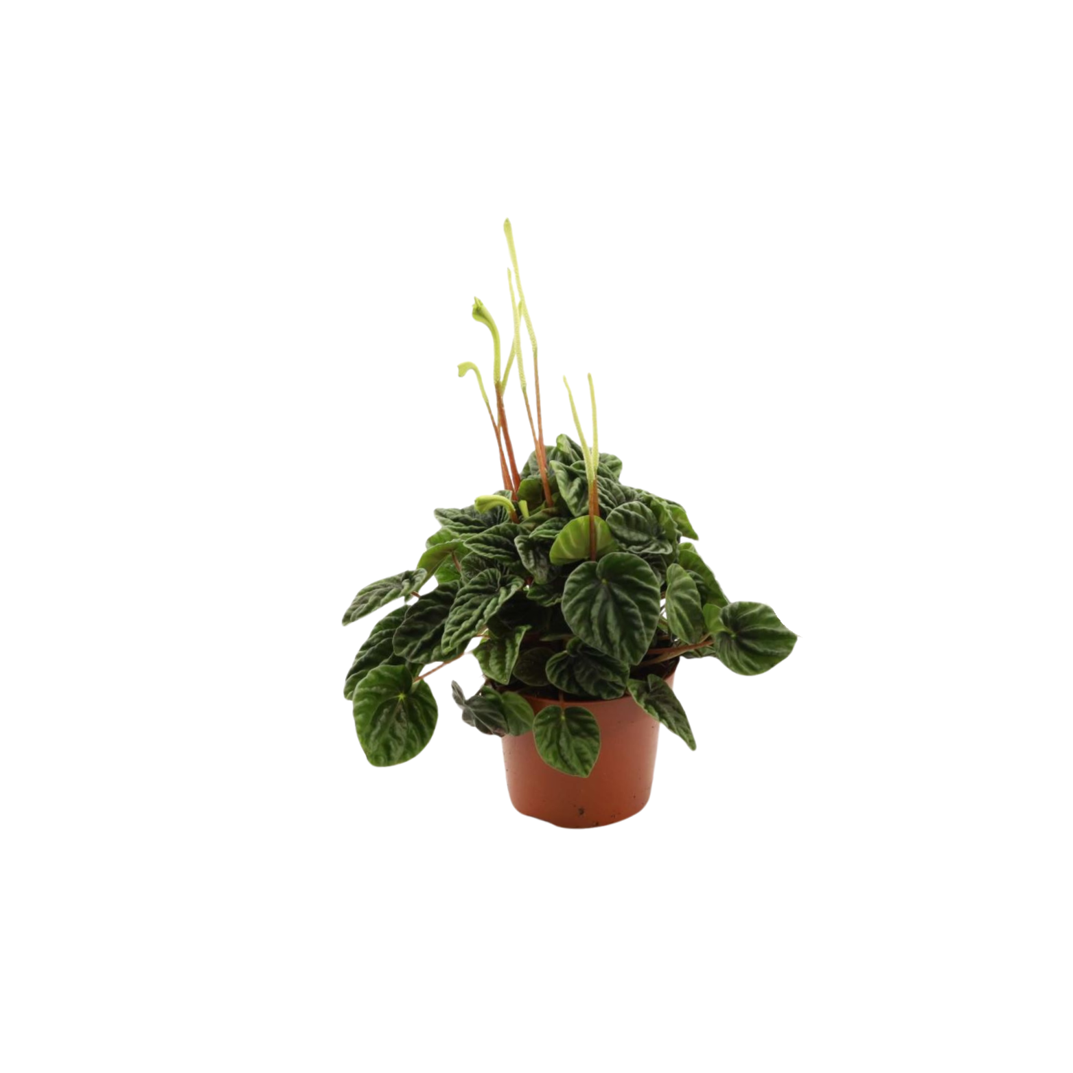PEPEROMIA CAPERATA Peperomia kędzierzawa, pieprzówka