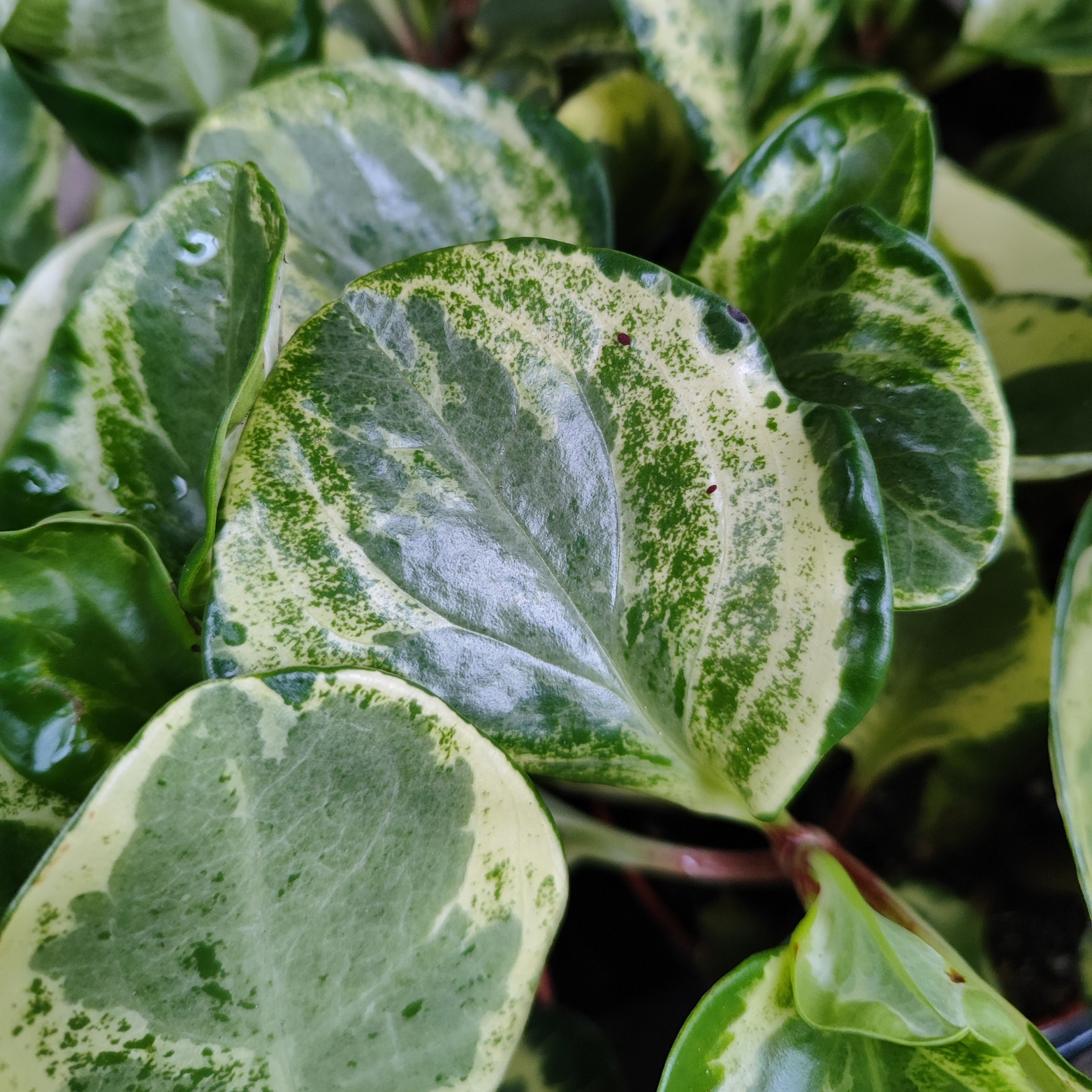 PEPEROMIA 'GOLDEN GATE' Pieprzówka