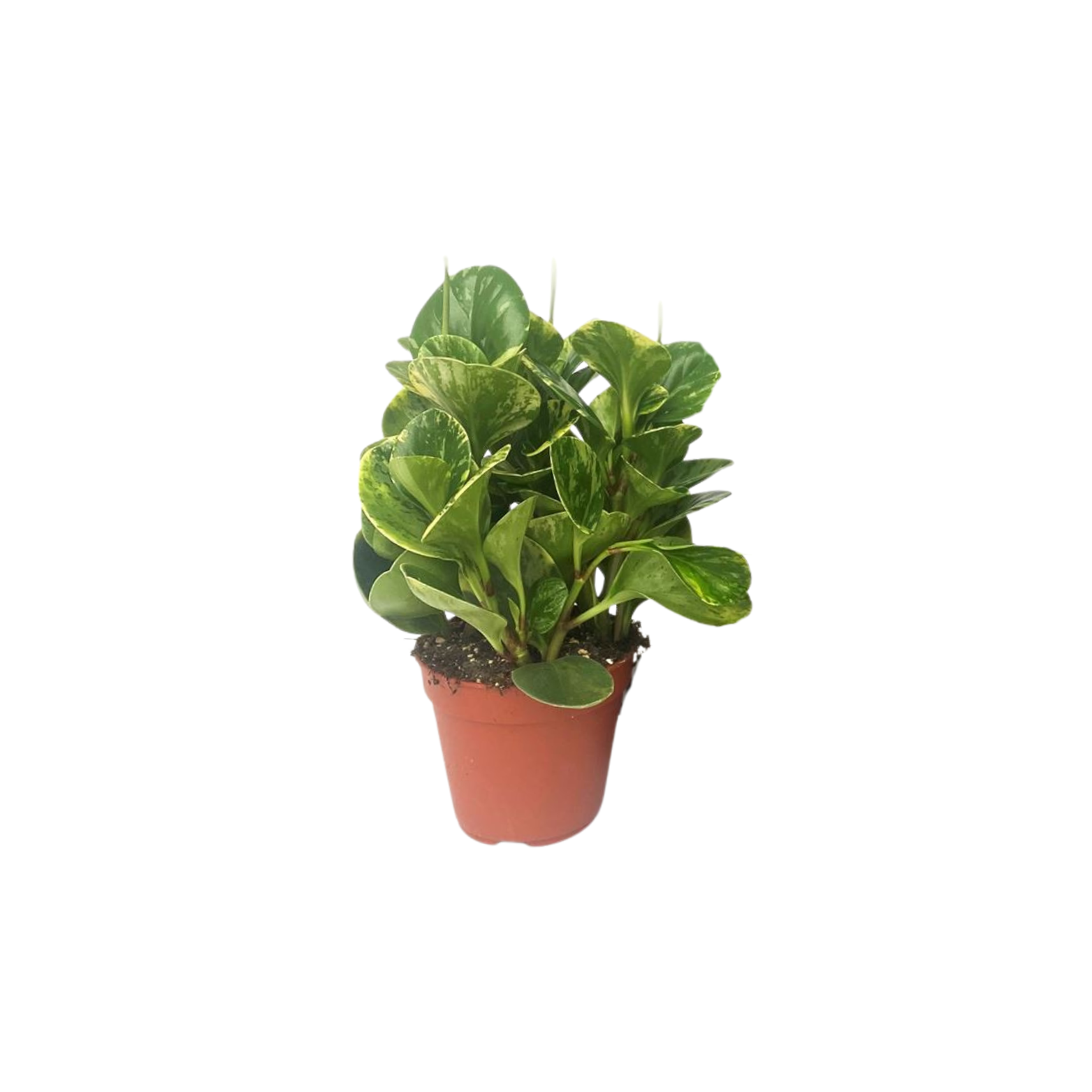 PEPEROMIA 'GOLDEN GATE' Pieprzówka