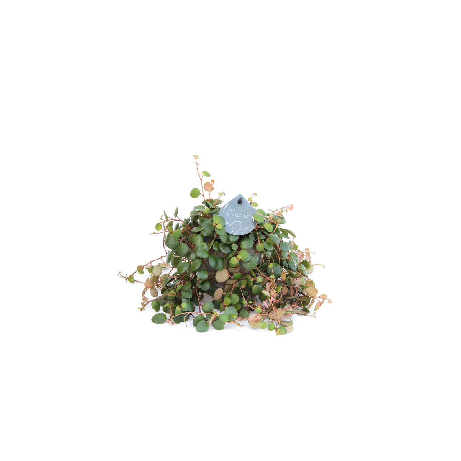 PEPEROMIA PROSTATA 'PEPPERSPOT' Peperomia