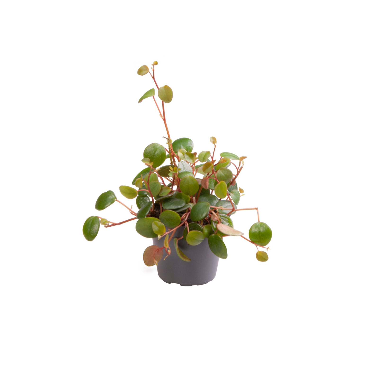 PEPEROMIA PROSTATA 'PEPPERSPOT' Peperomia