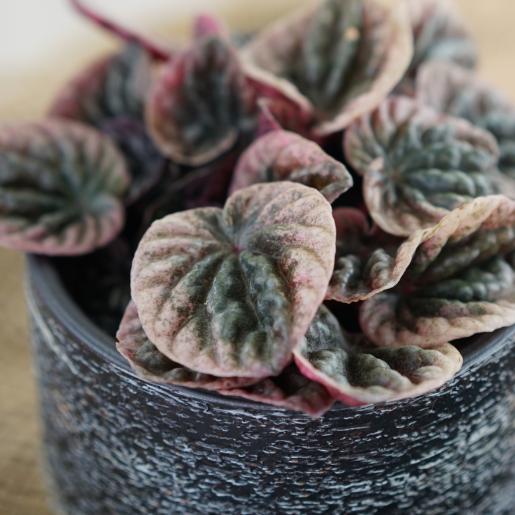 PEPEROMIA Pieprzówka